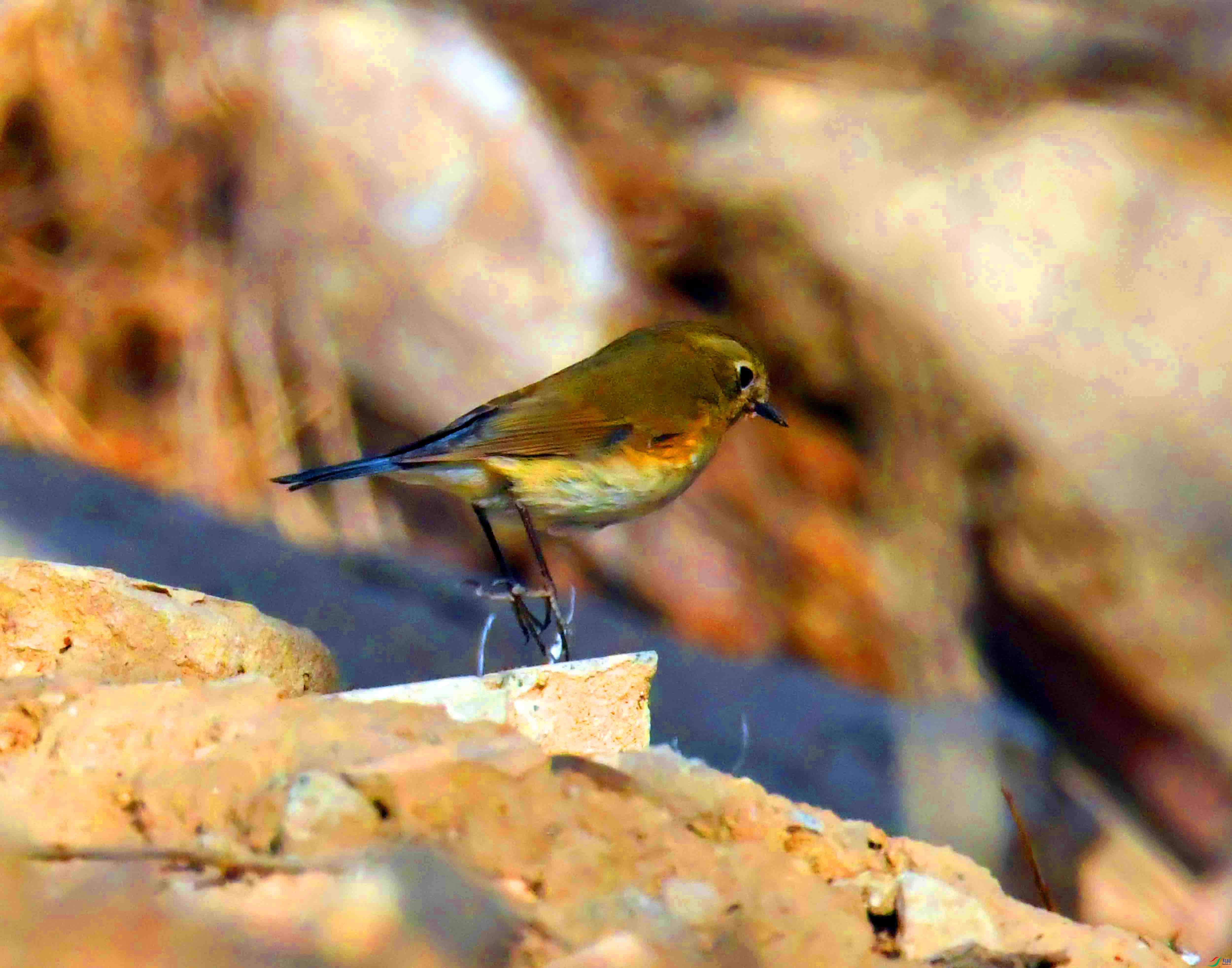 DSC_4429.JPG