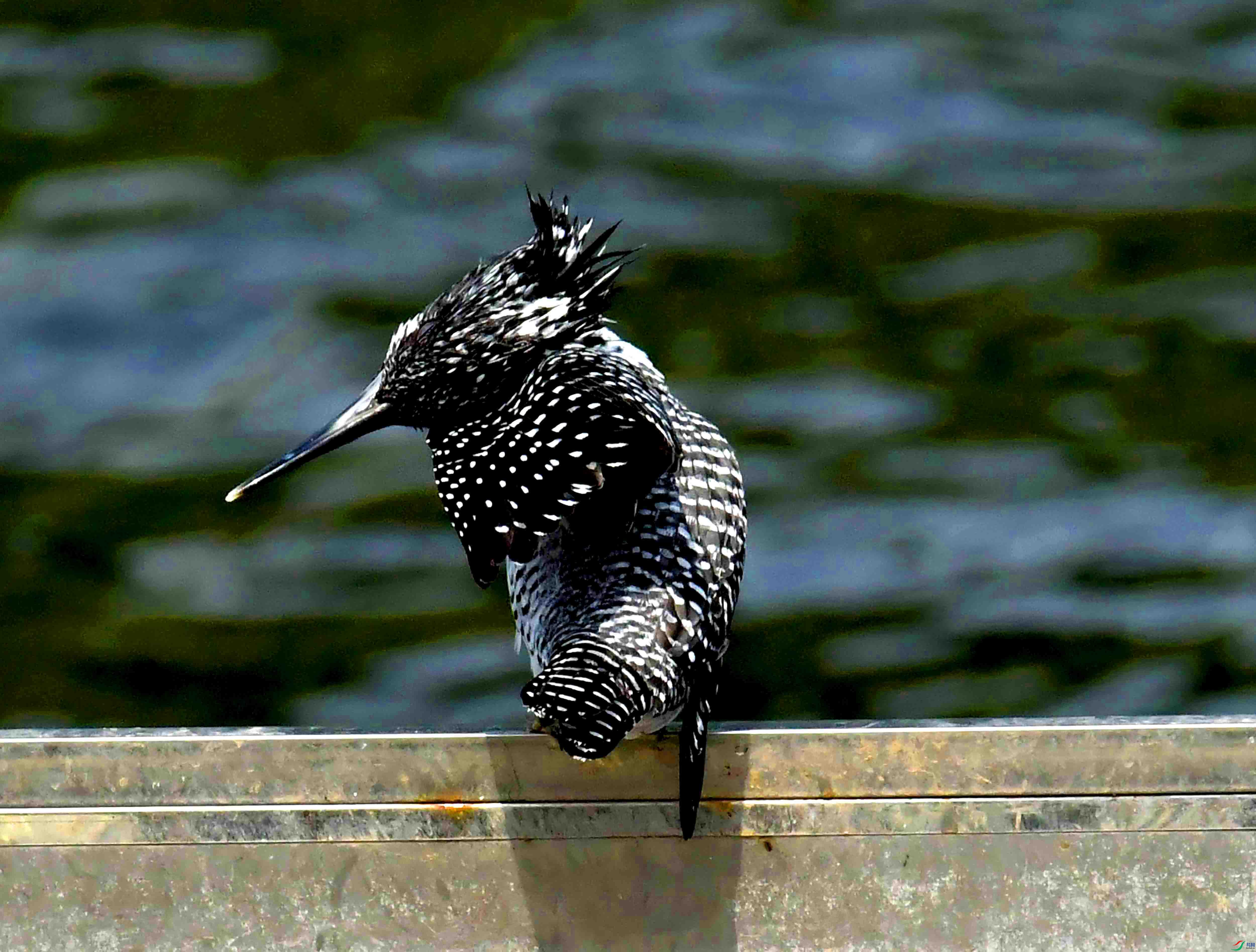 DSC_1856.JPG