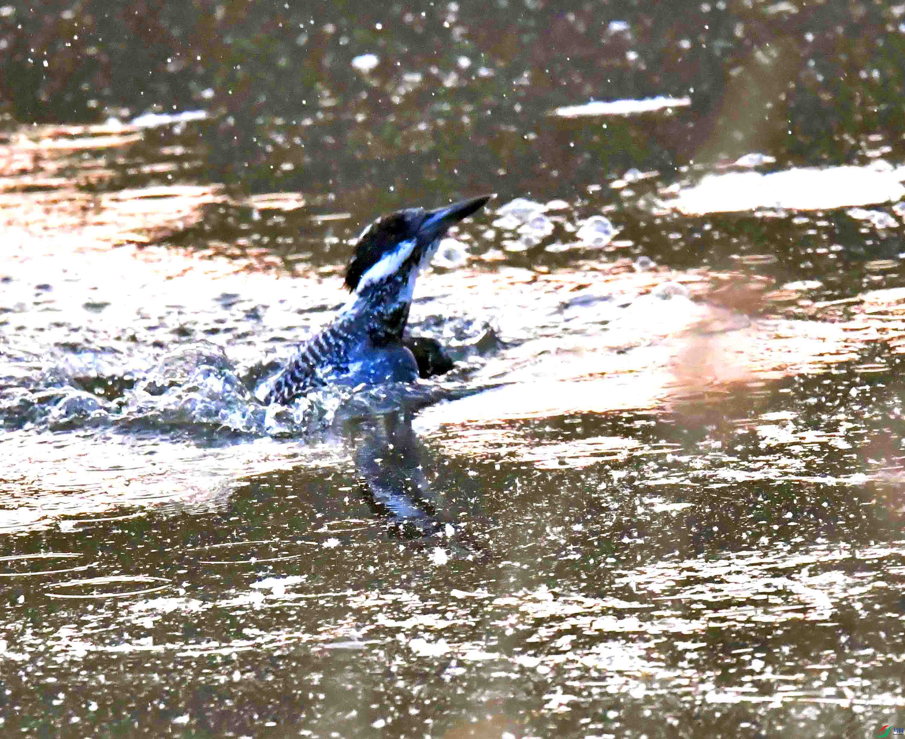 DSC_2128.JPG