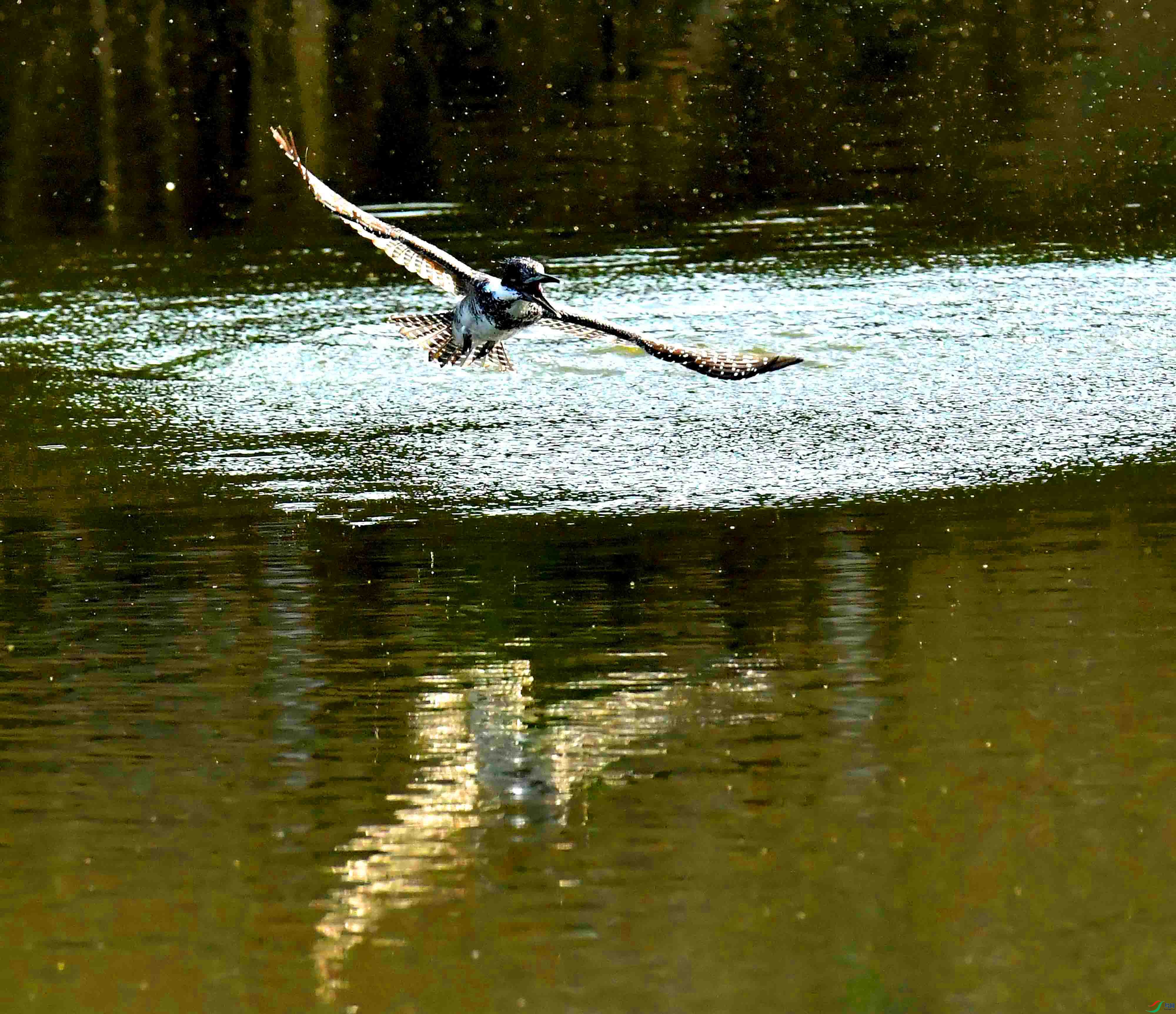 DSC_5194.JPG
