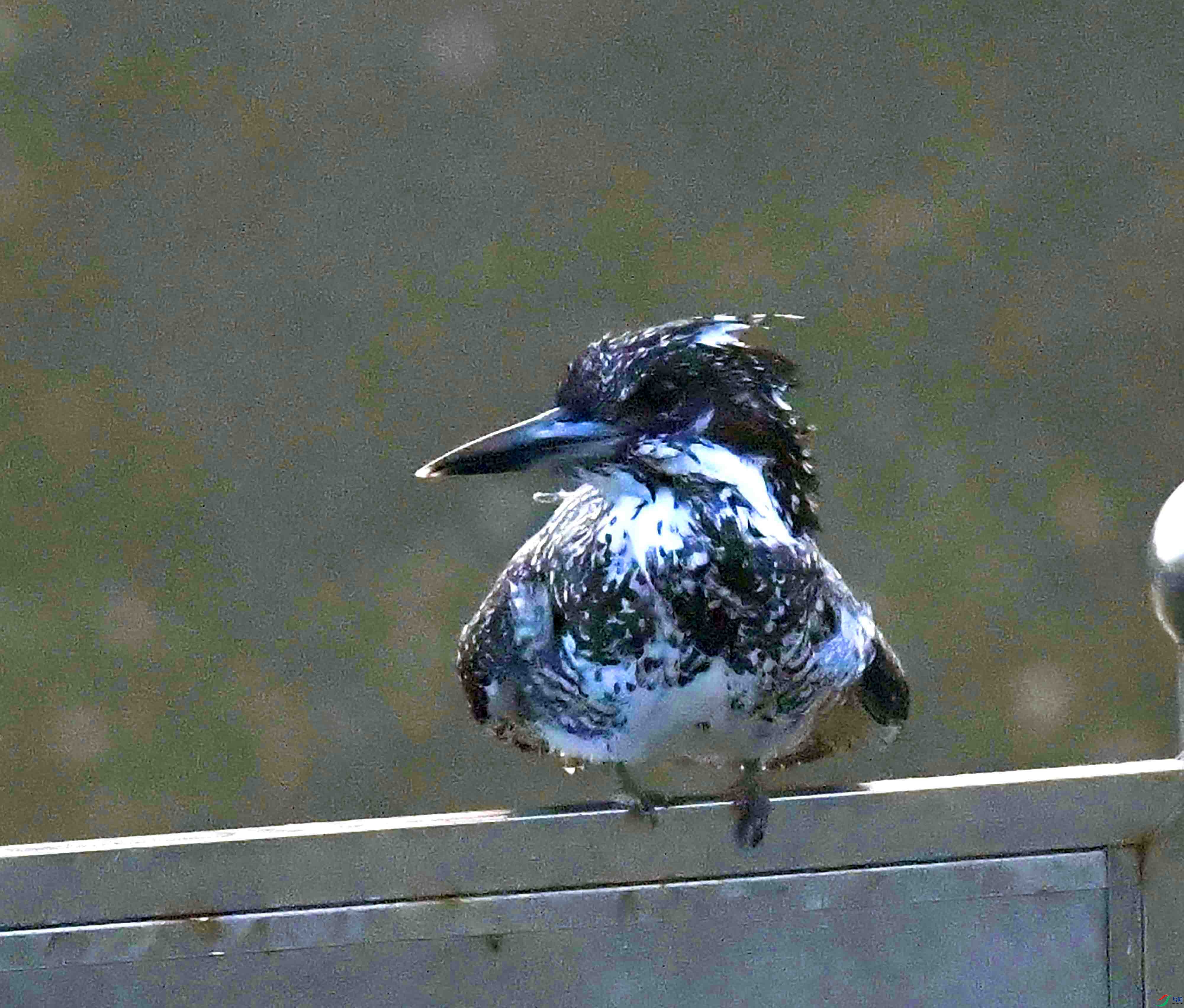 DSC_2148.JPG