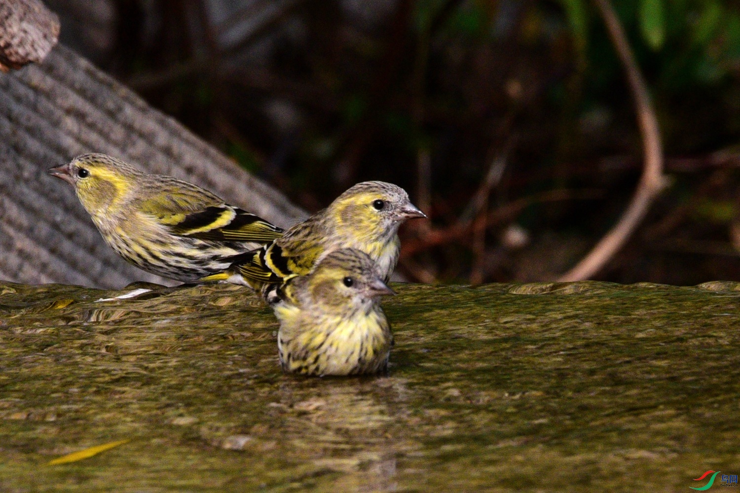 DSC_6216.JPG