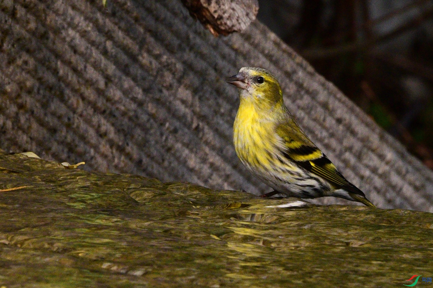 DSC_6210.JPG