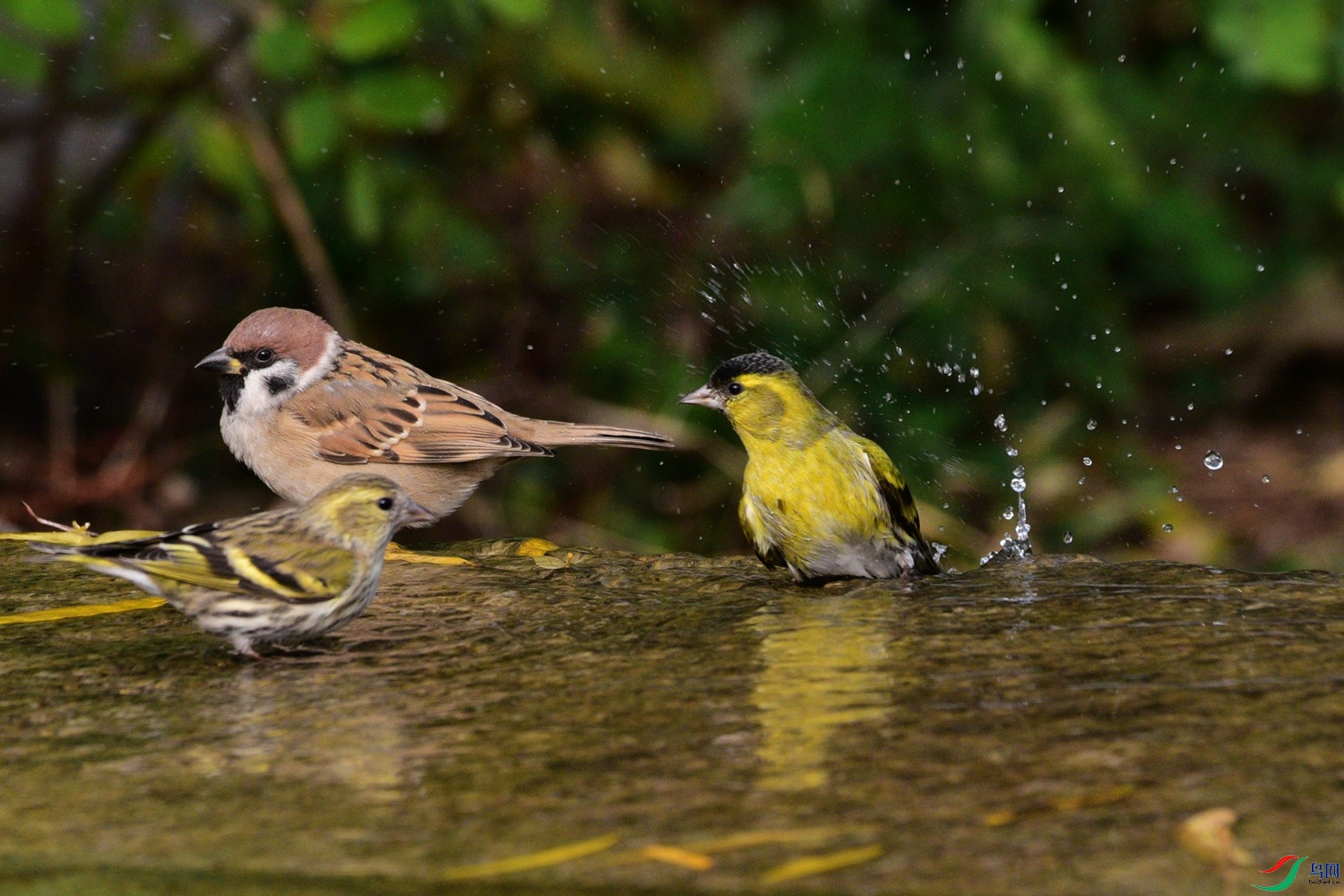 DSC_6341.JPG