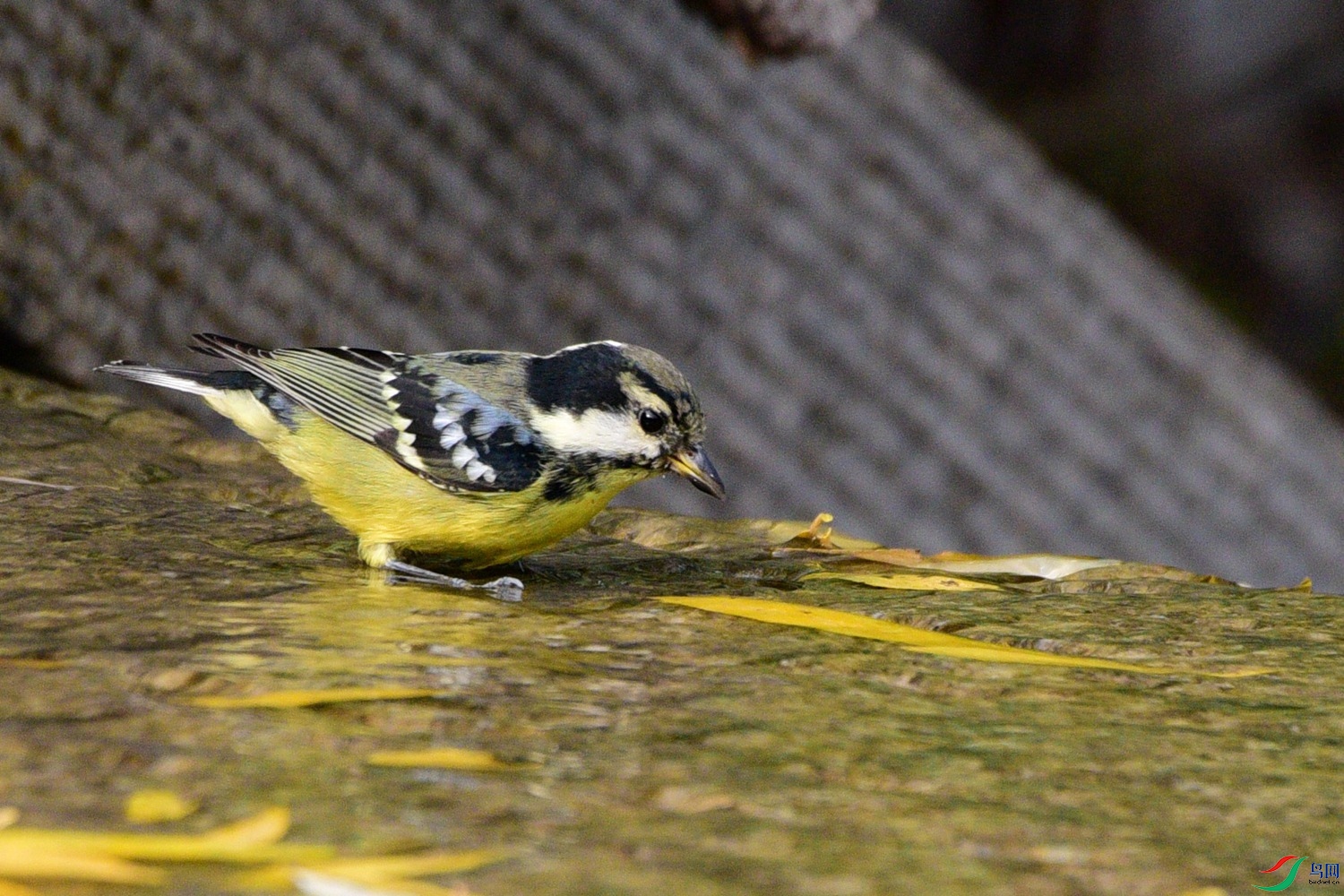 DSC_6640.JPG