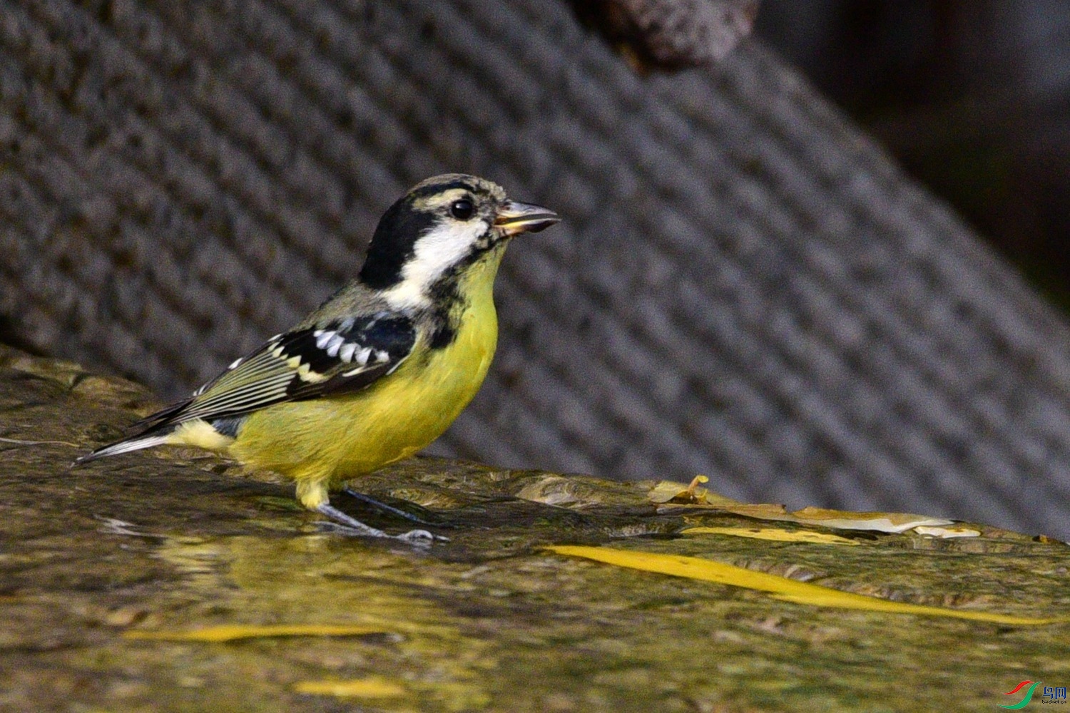 DSC_6633.JPG