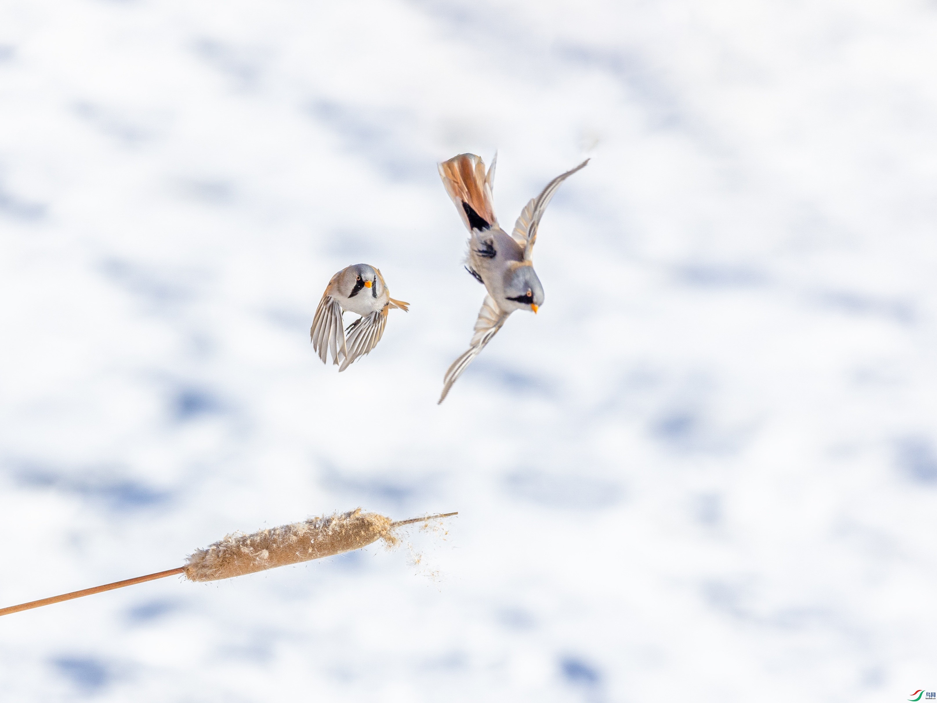 1K3A5162 ����1.jpg