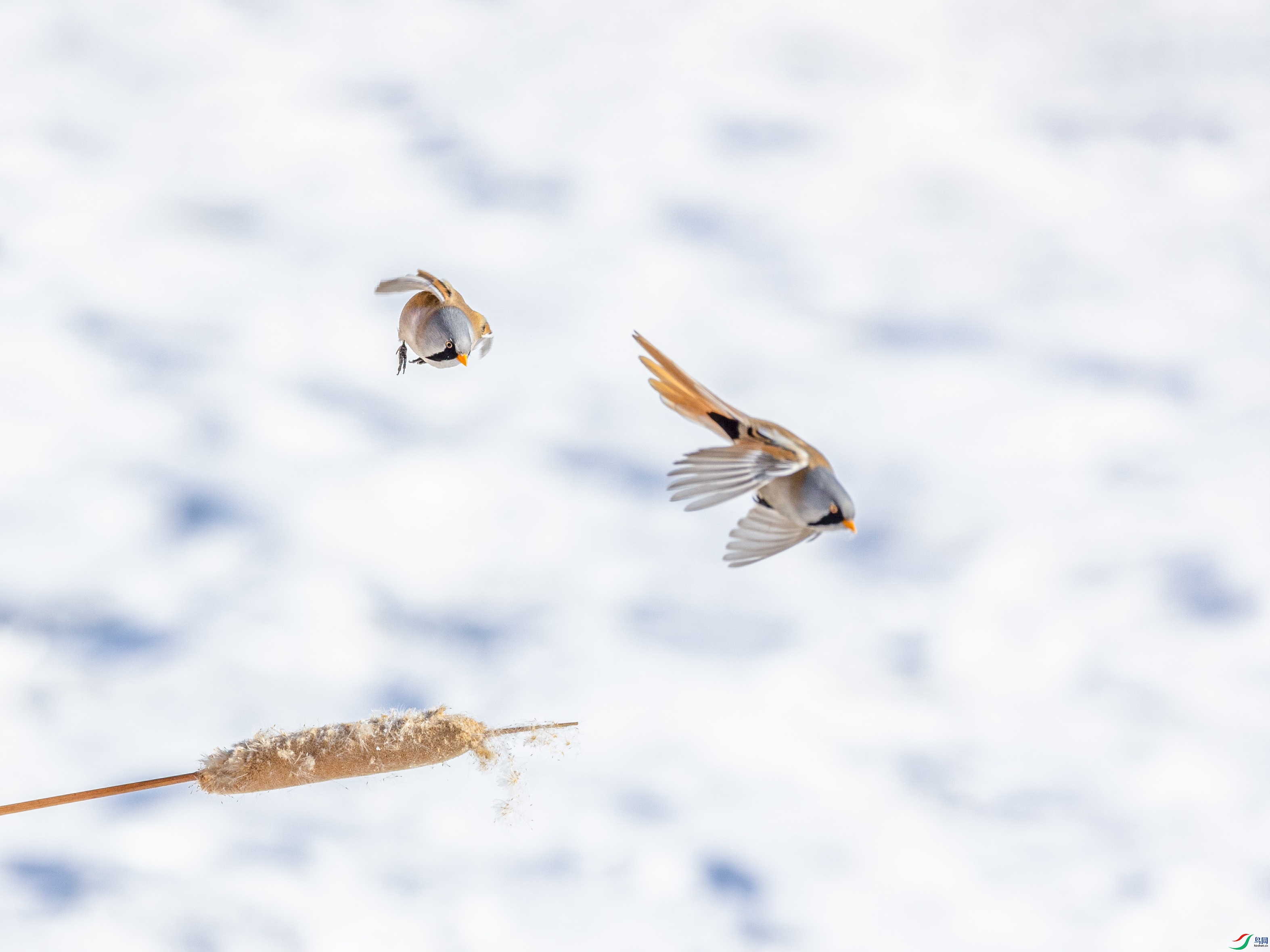 1K3A5163 ����1.jpg