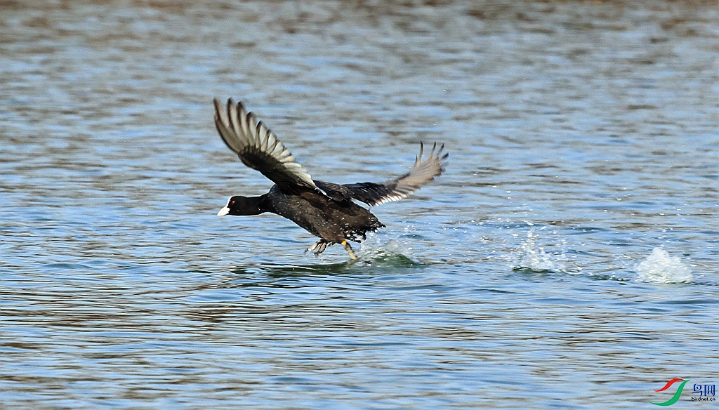 1P3A5238.JPG