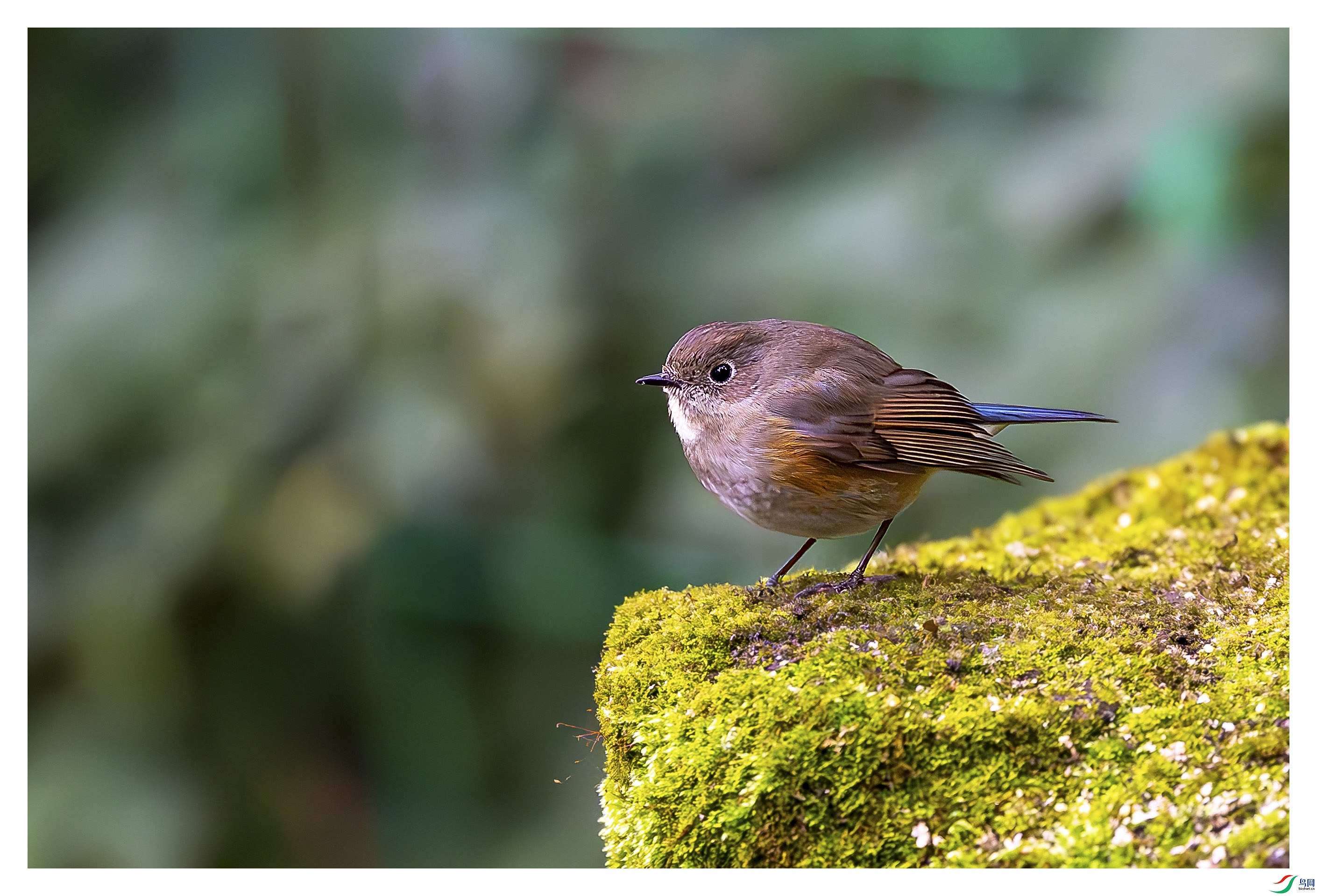 _DSC5993-����ǿ-NR ���� 1.jpg