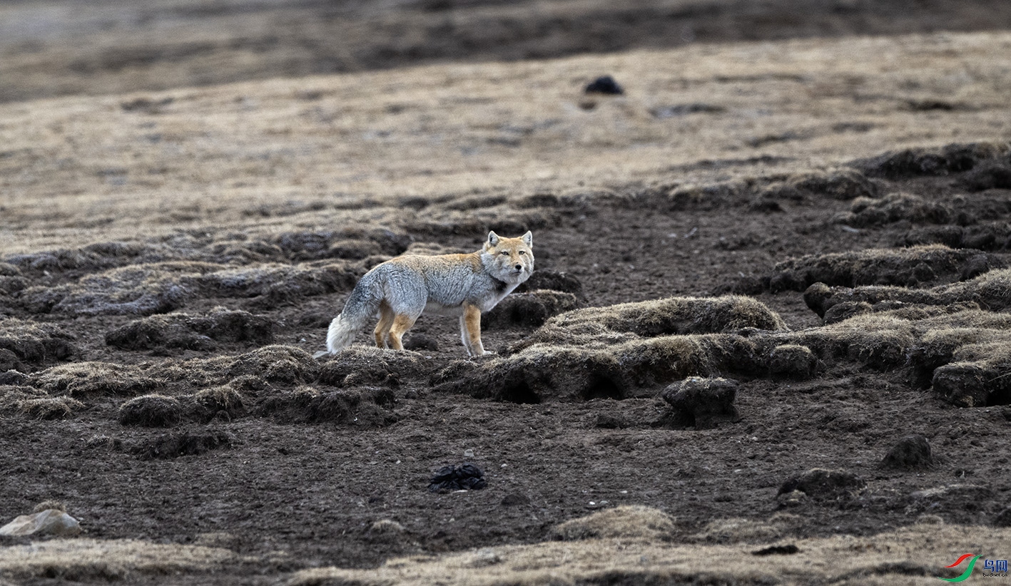 DSC_4354 ����.jpg