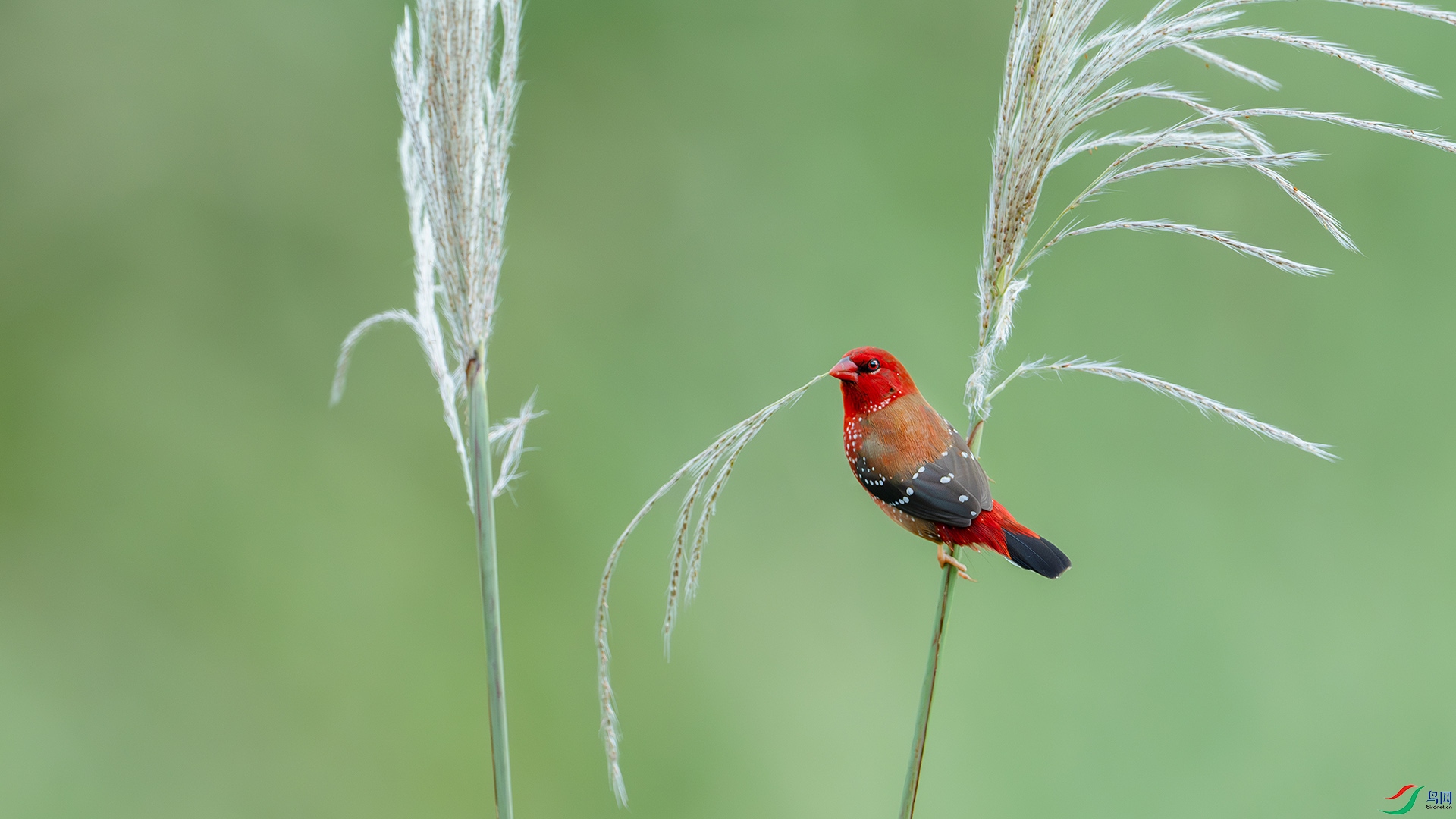 DSC_2291-����ǿ-NR ���� 22.jpg