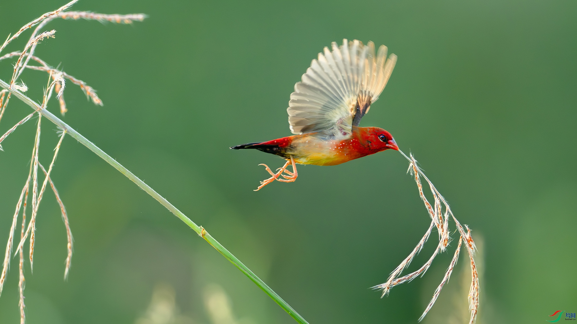 DSC_4094-����ǿ-NR ���� 22.jpg