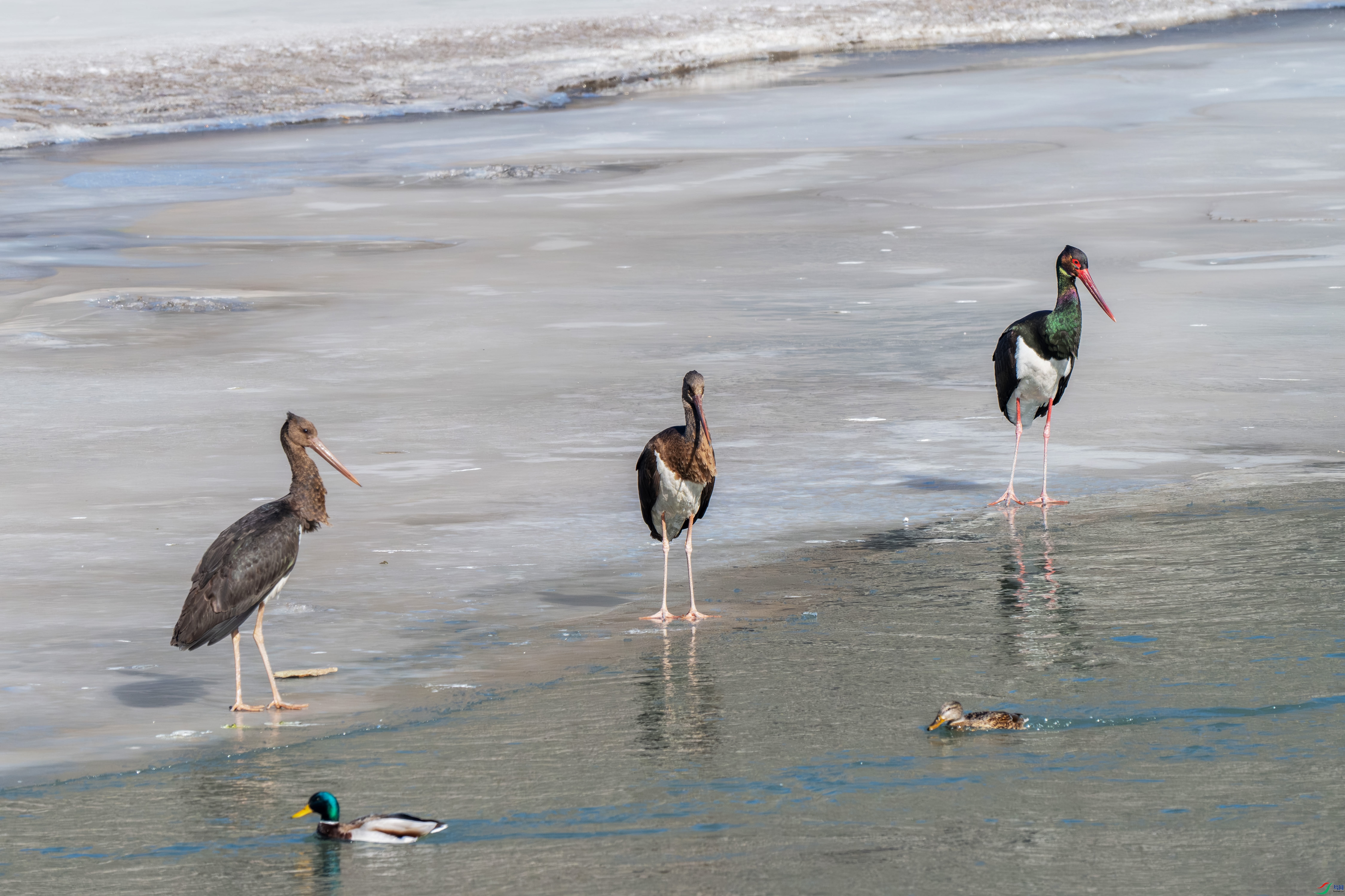 DSC_0100.jpg