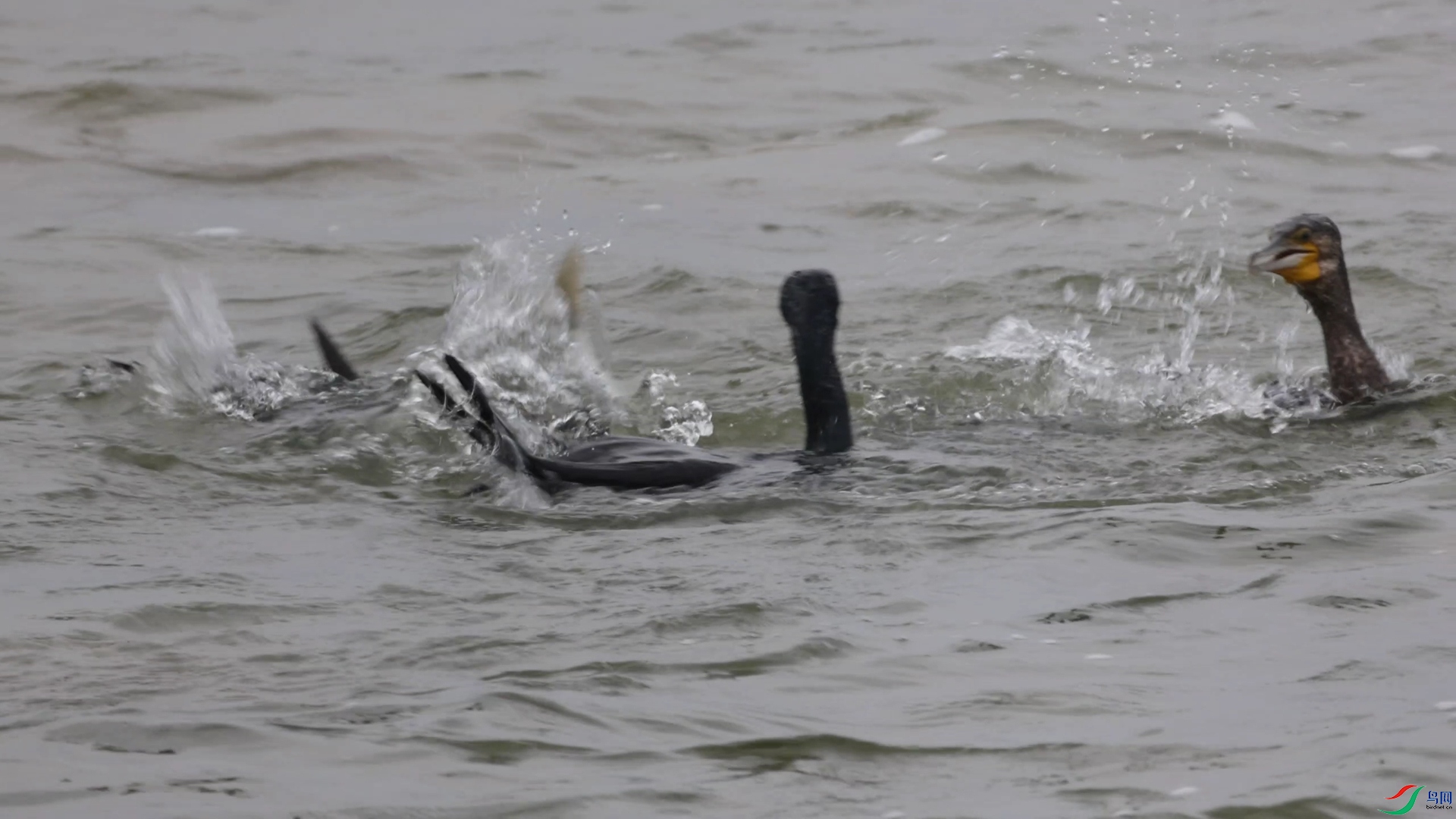 ���Ⱥ.jpg