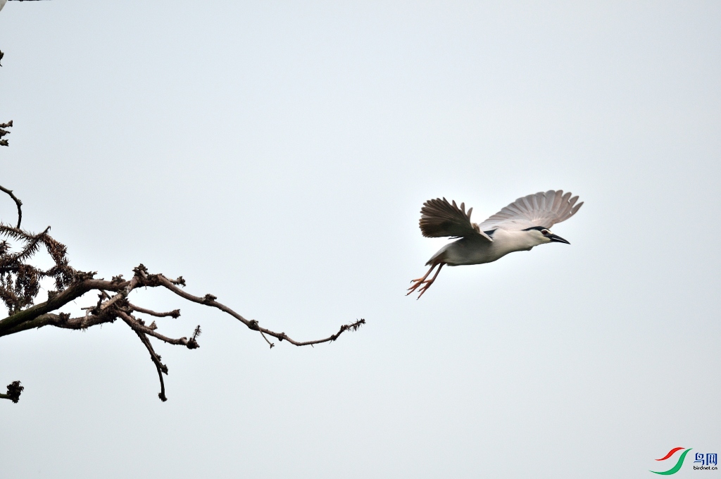 DSC_7801_00061.jpg