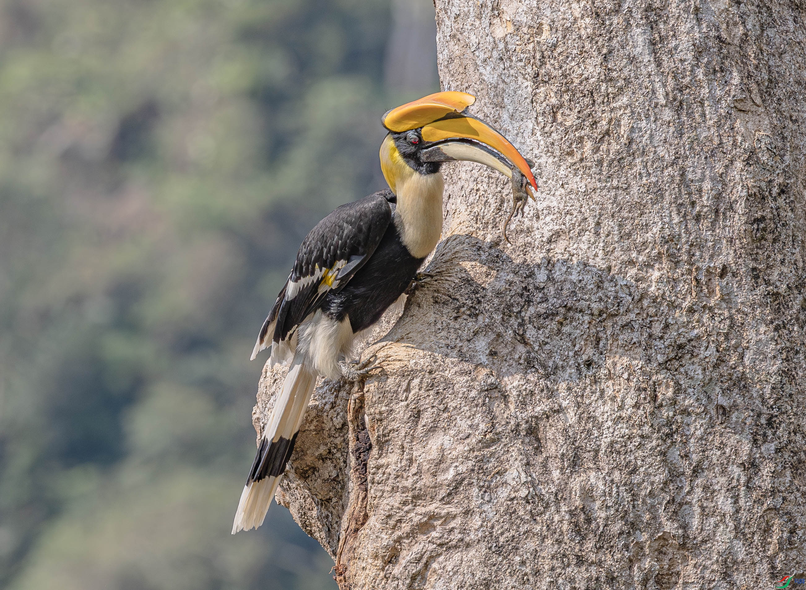 A46I9709-����ǿ-NR ����.jpg