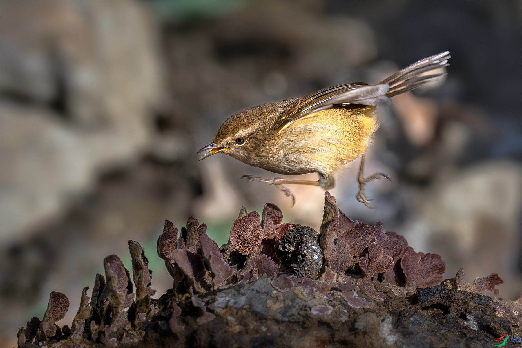 DSC_4175-2.jpg