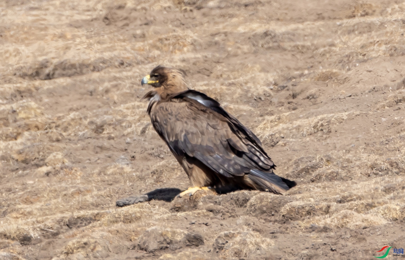 B26I9248 ��� ����.jpeg