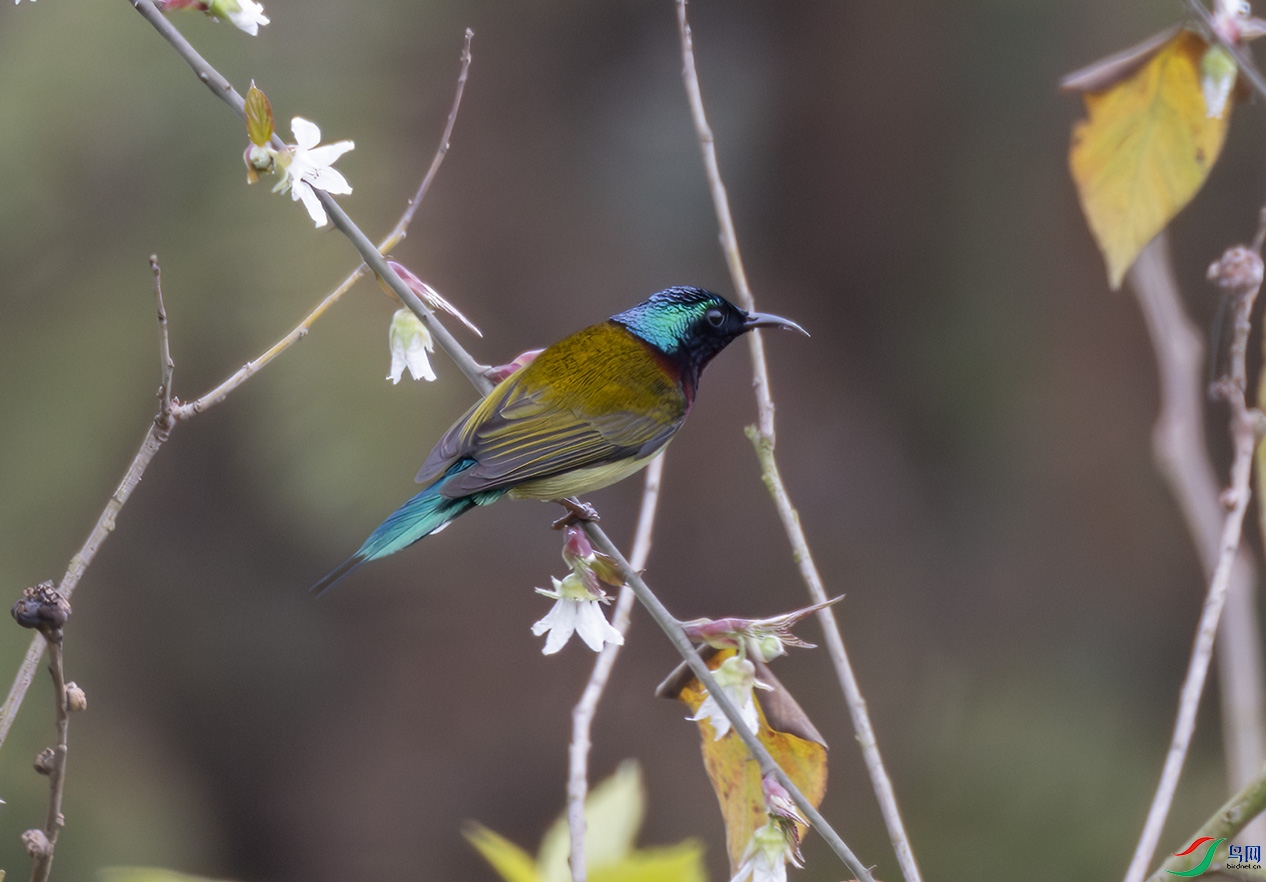 2I1A5383-����ǿ-NR ����.jpg