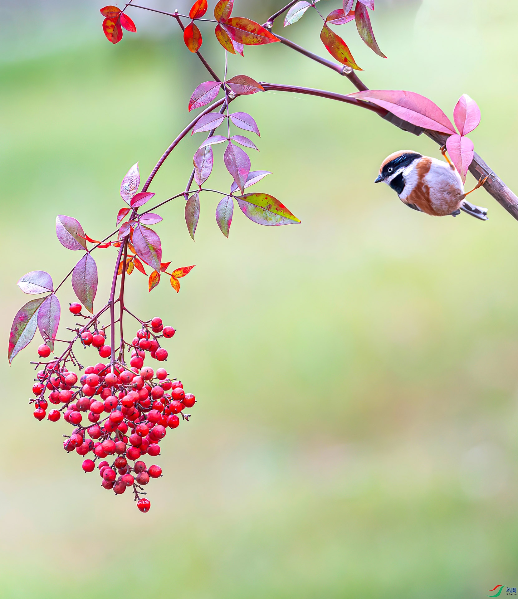 060A3295 ����-Sh----1 .jpg