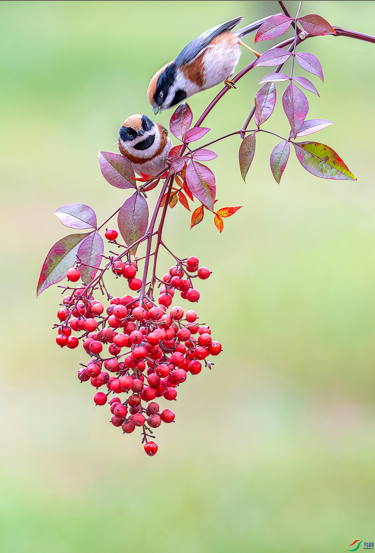 060A3062 ����-Sh---1 .jpg