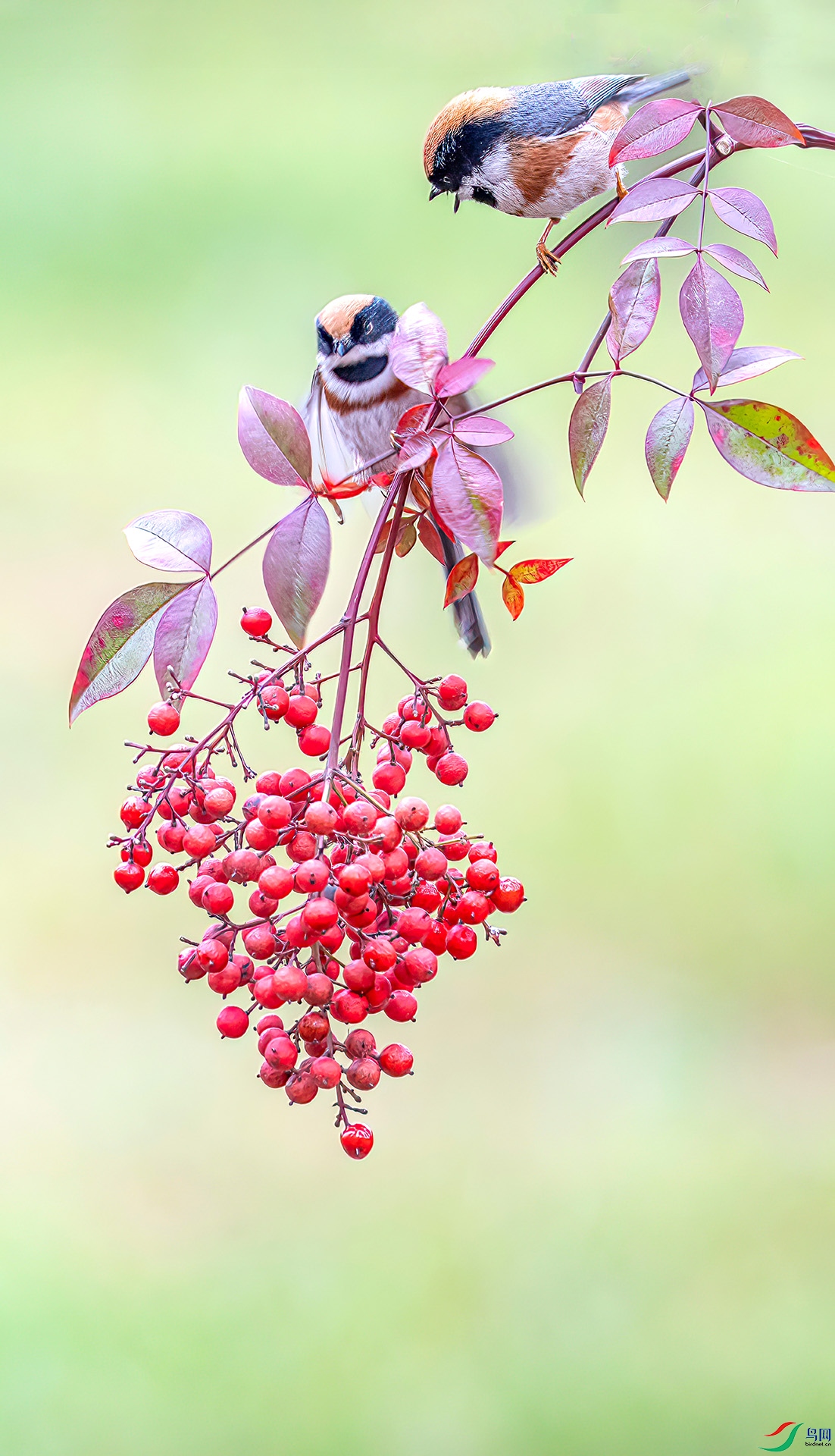 060A3060 ����-Sh---1 .jpg