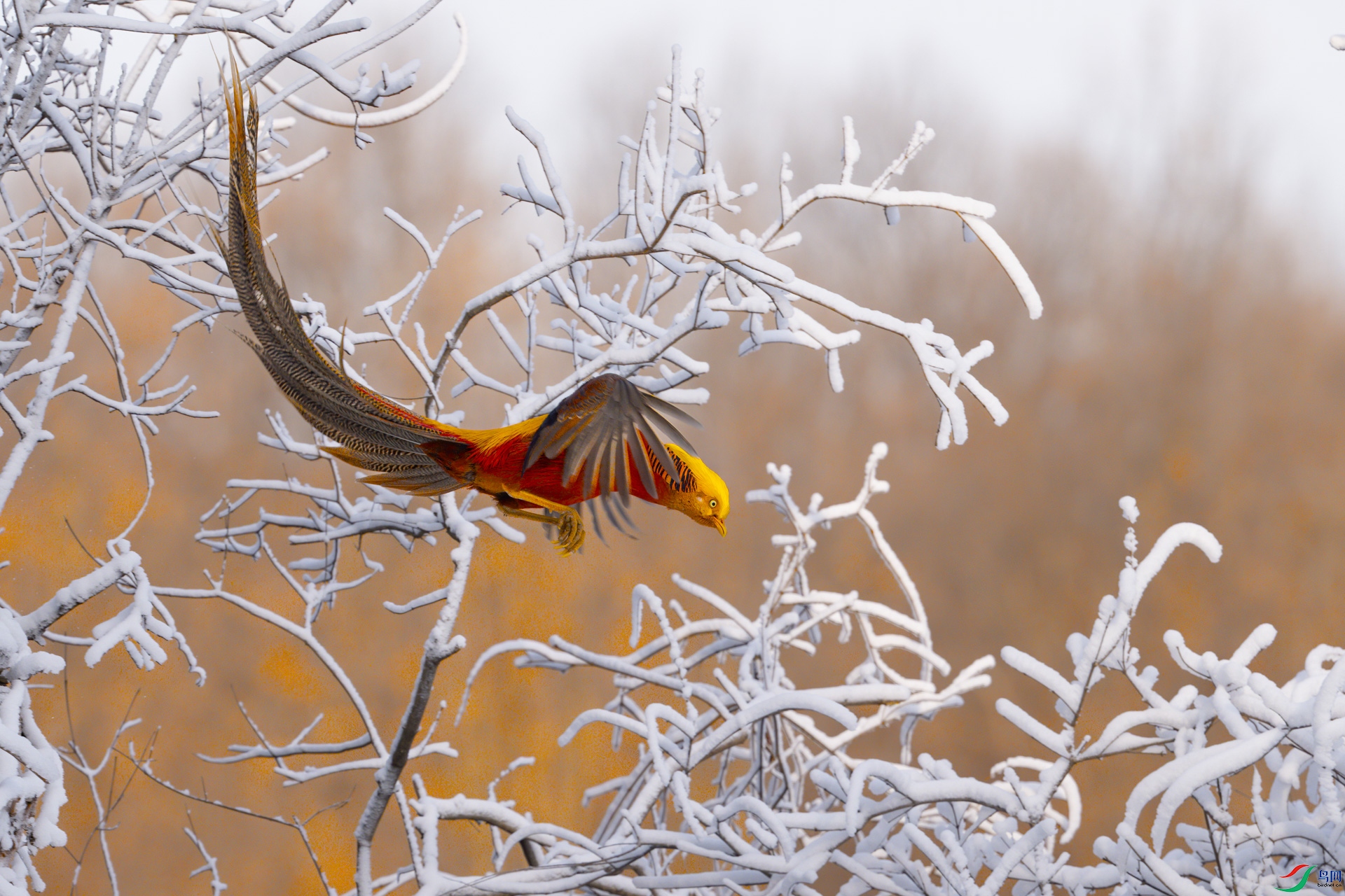 DSC_1797sen2025-1-9-7-�༭.jpg
