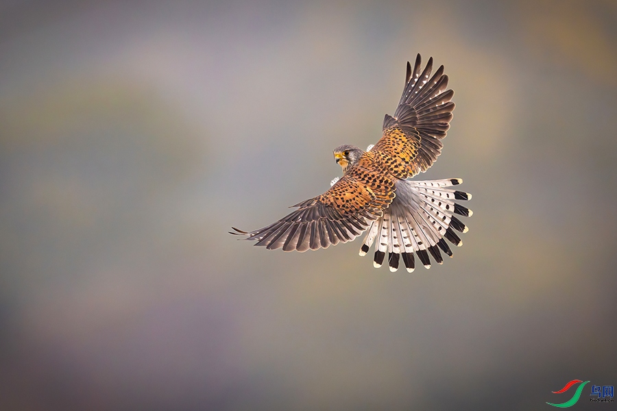 6H7A2108-DeNoiseAI-severe-noise ����.jpg