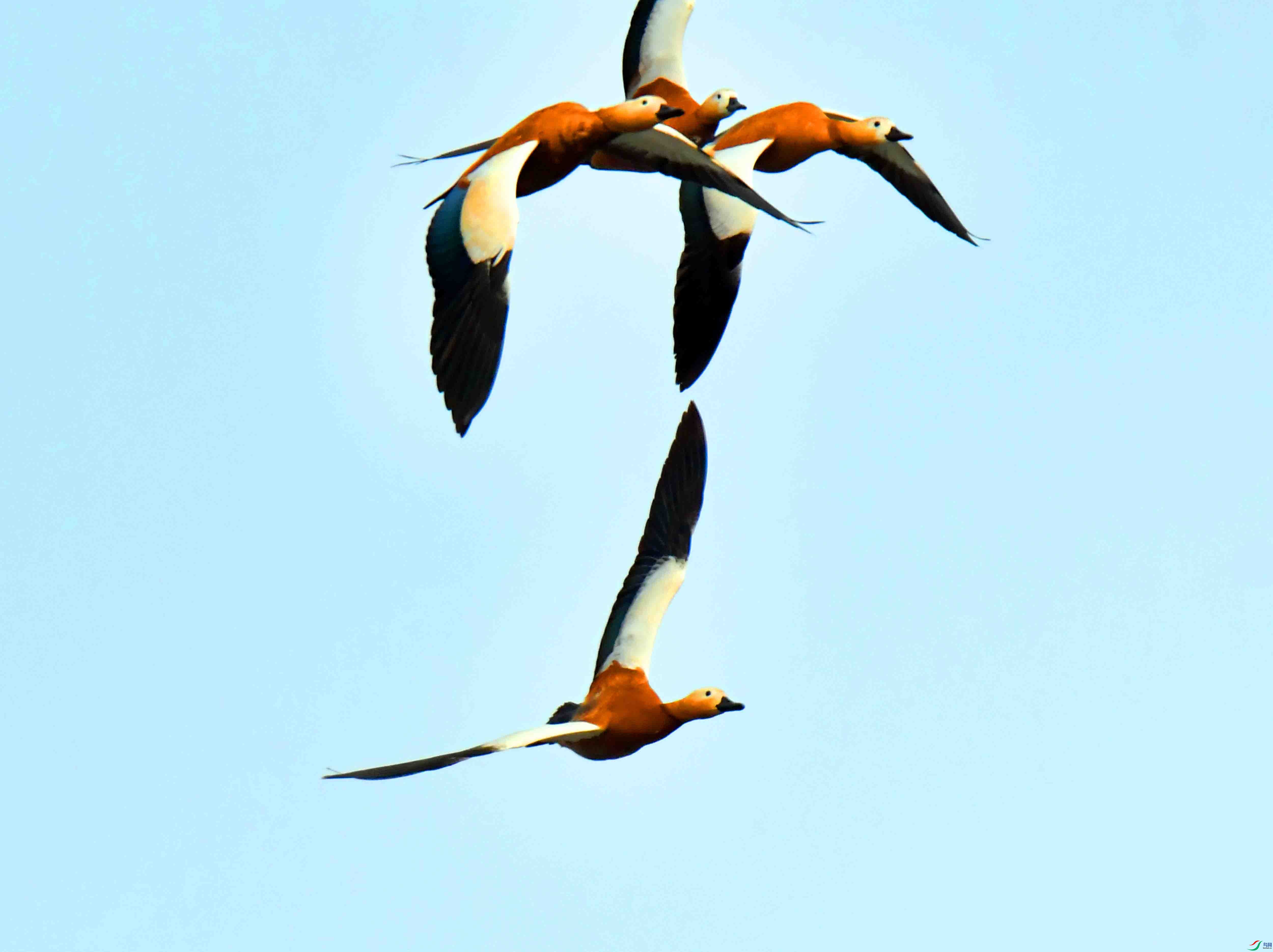 DSC_0711.JPG