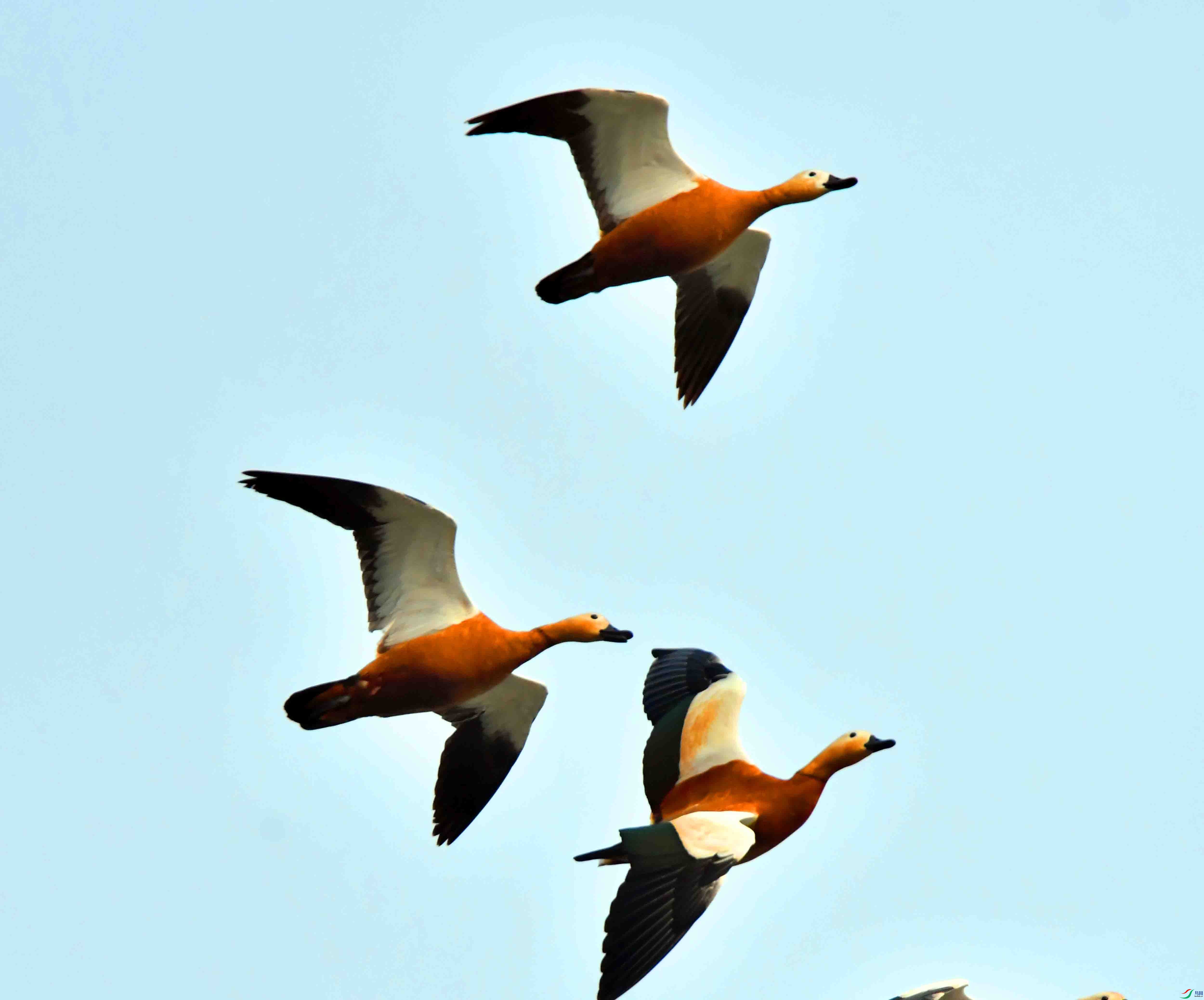 DSC_0717.JPG