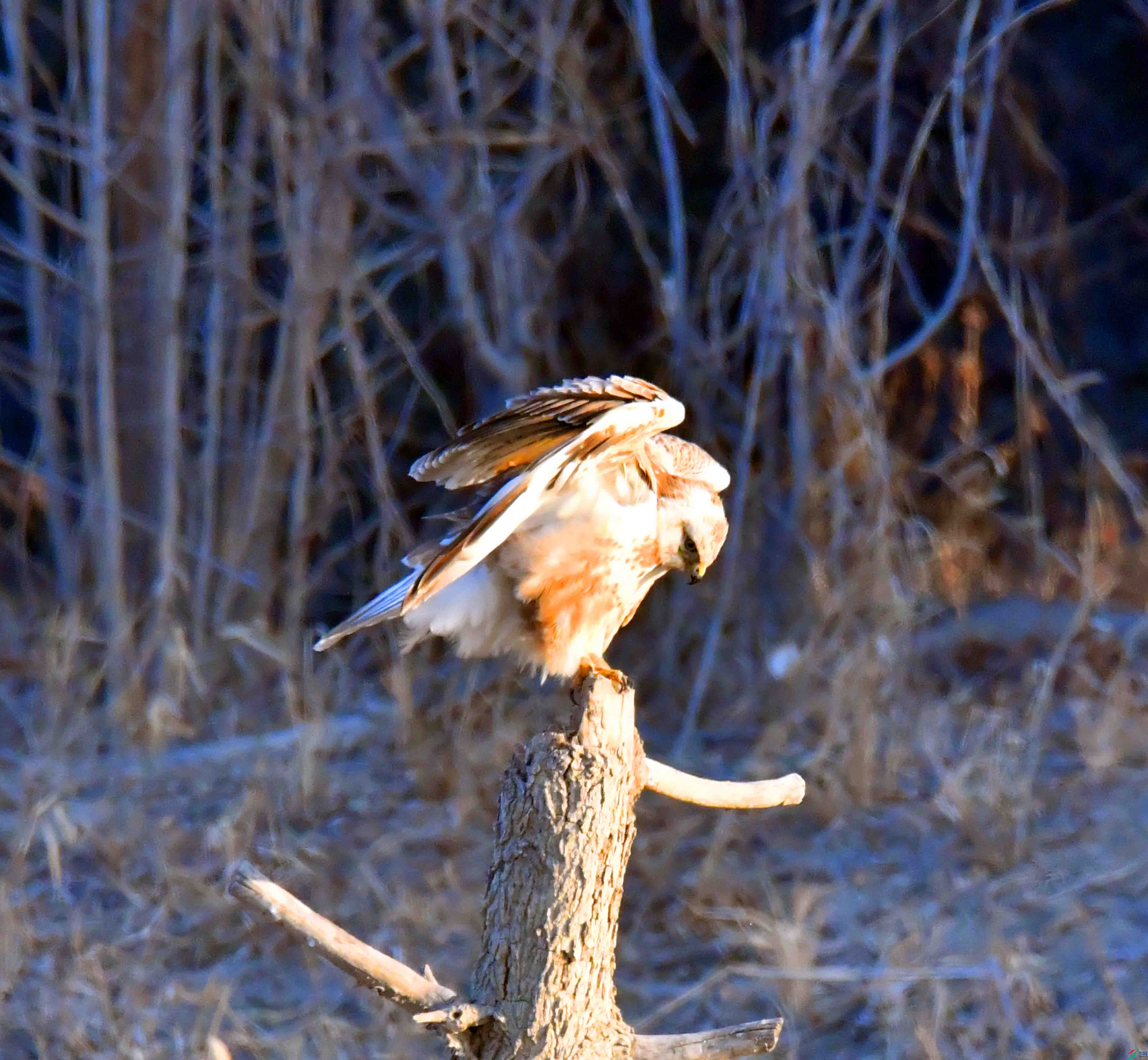 DSC_7989.JPG