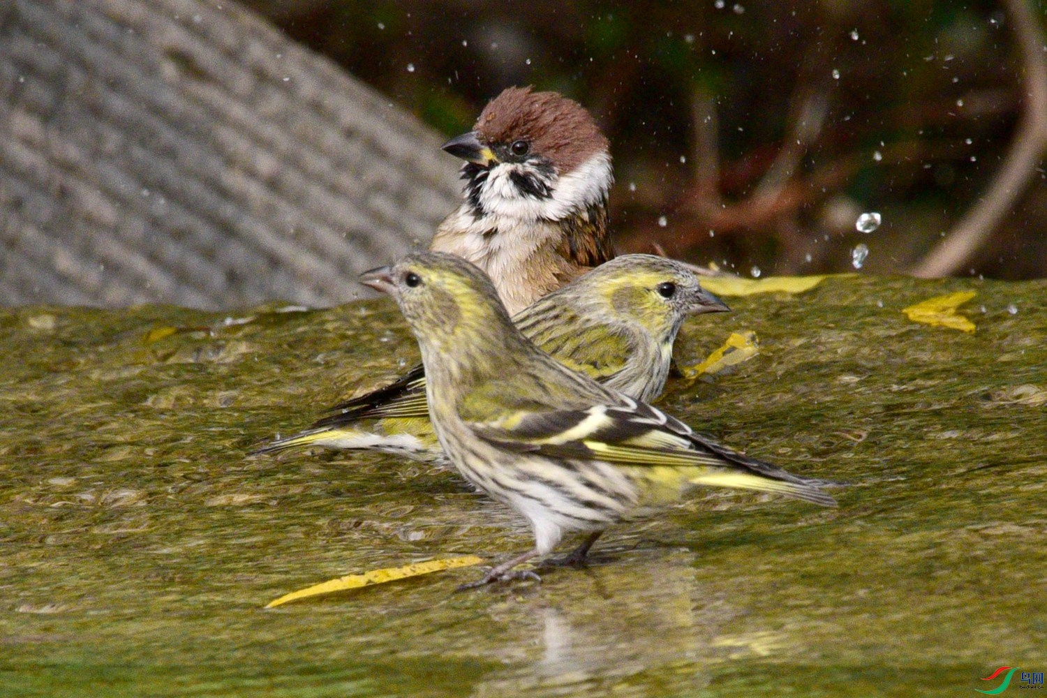 DSC_6320.JPG