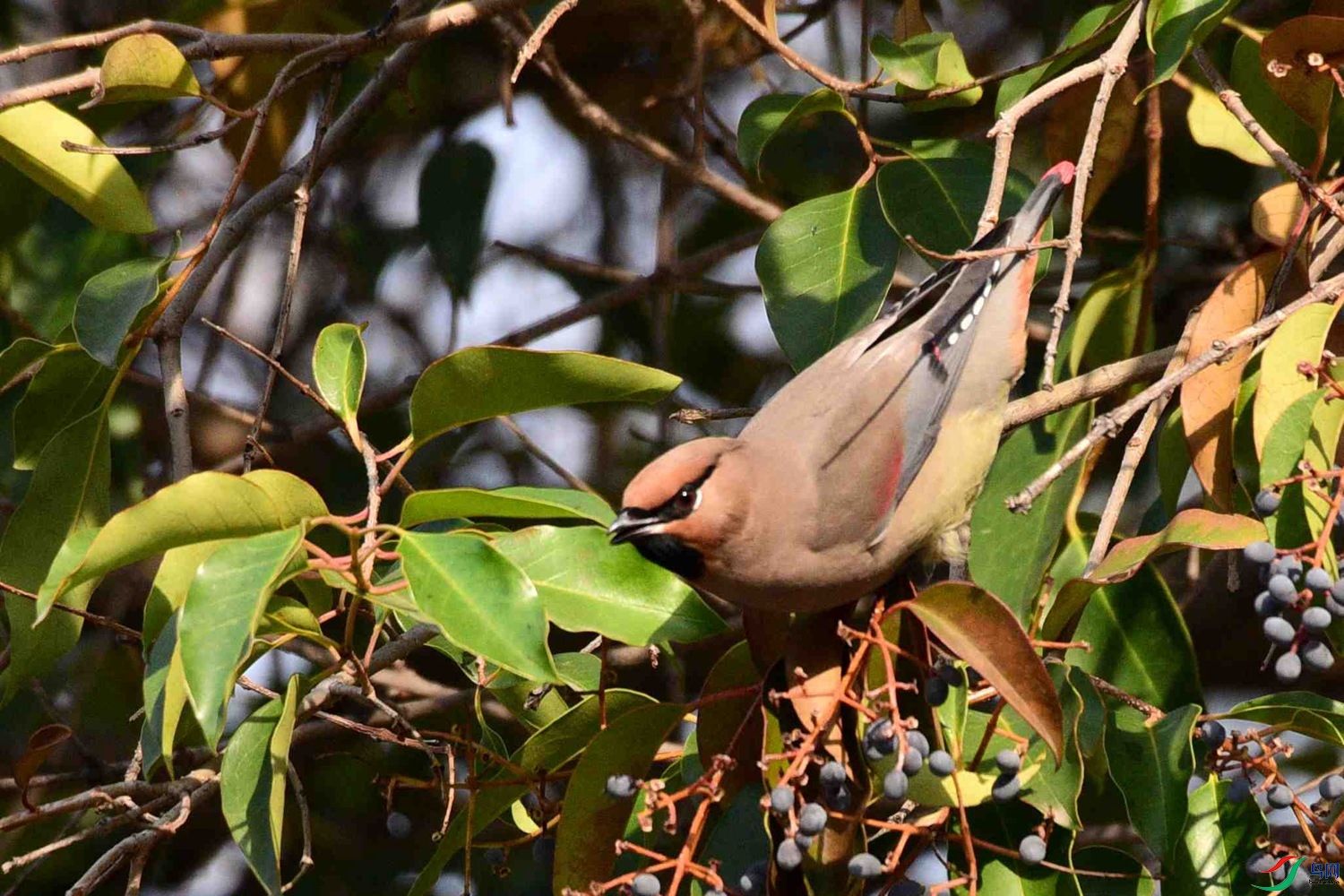 DSC_7276.JPG