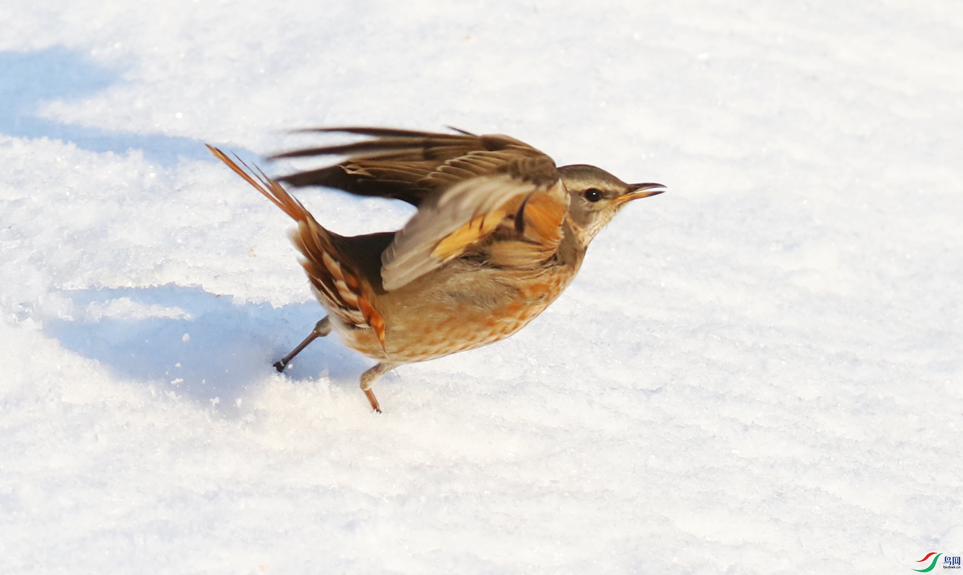 0G1A1703 ����.jpg