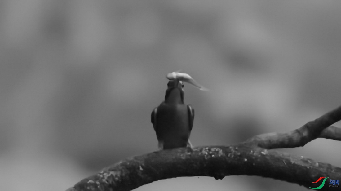 DSC_8956zx_������С.jpg