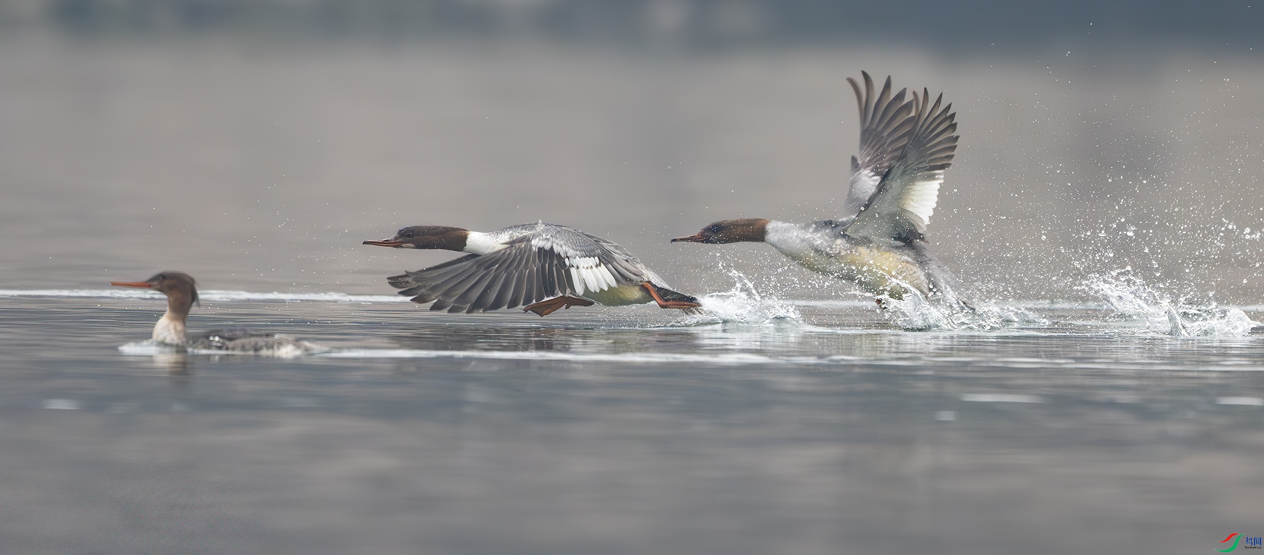 DSC_0308-����ǿ-NR ����.jpg