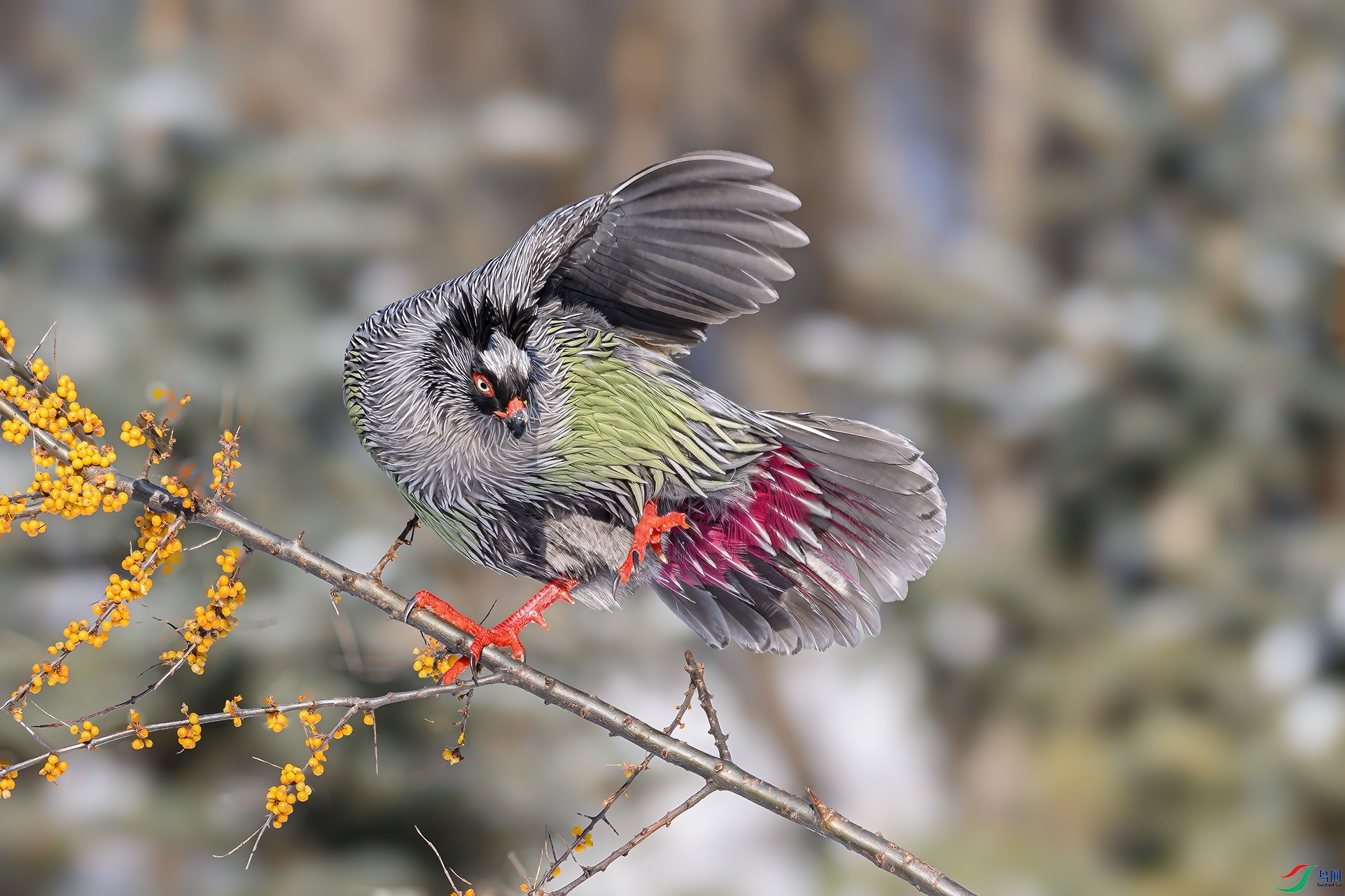 DSC_0484 ����.jpg