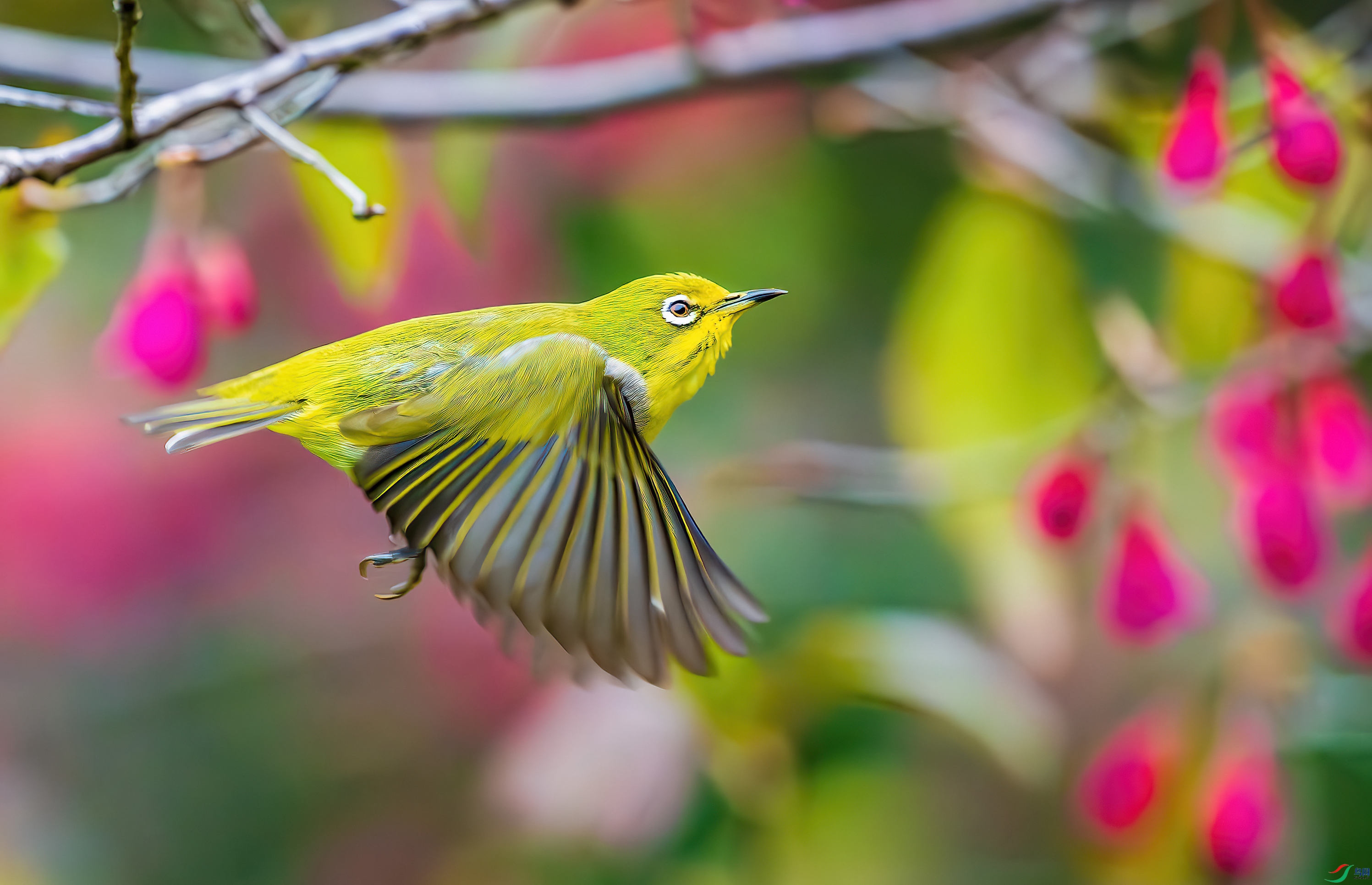 _DSC1442-����ǿ-NR_2.JPG