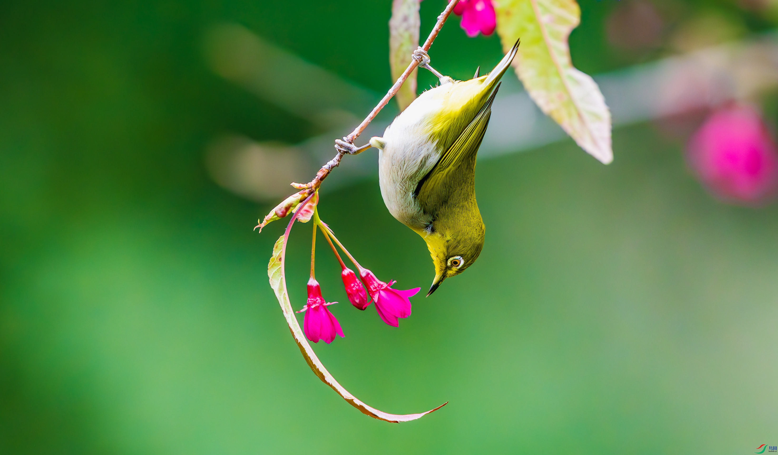 _DSC1346-����ǿ-NR_2.JPG