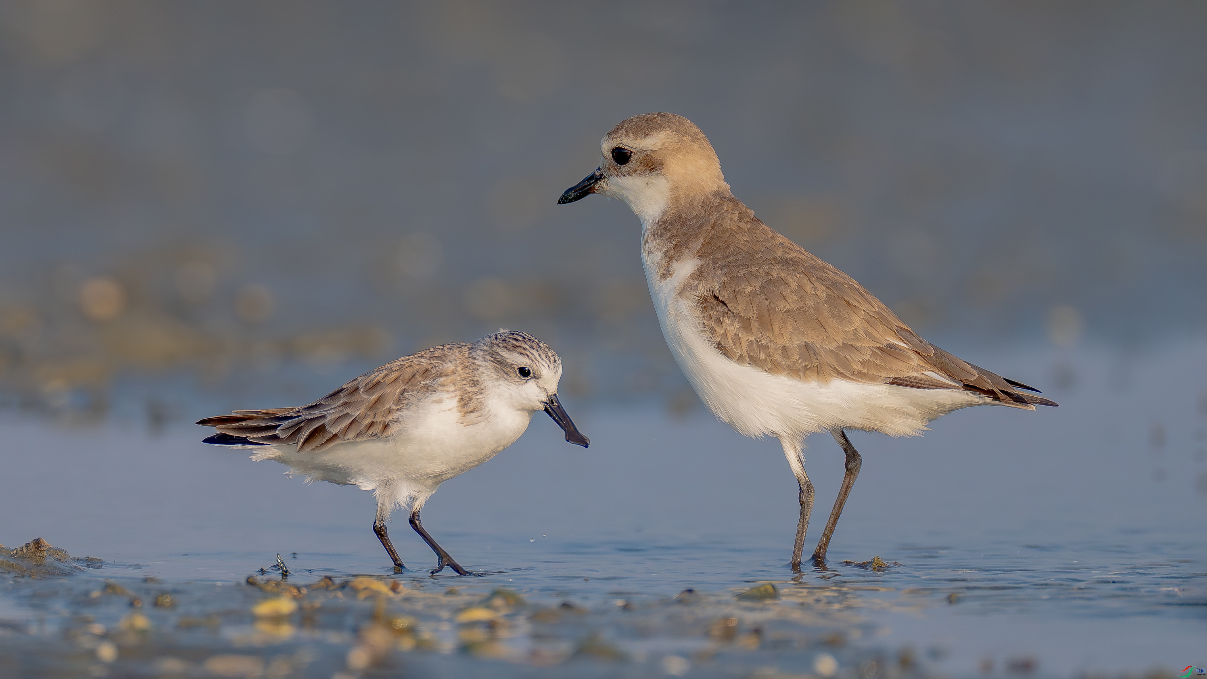 DSC03282- ����.jpg