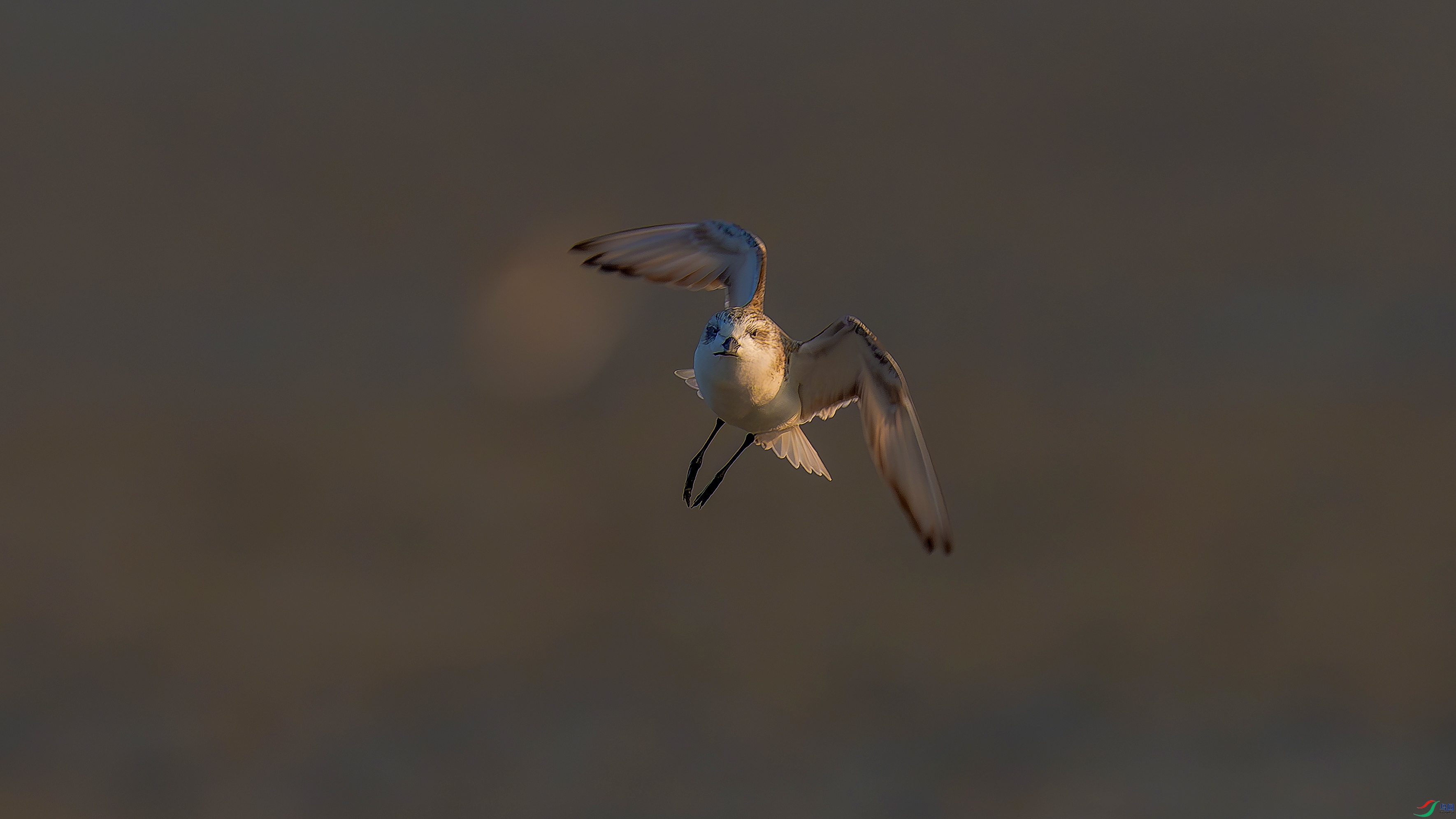 DSC04920-.jpg