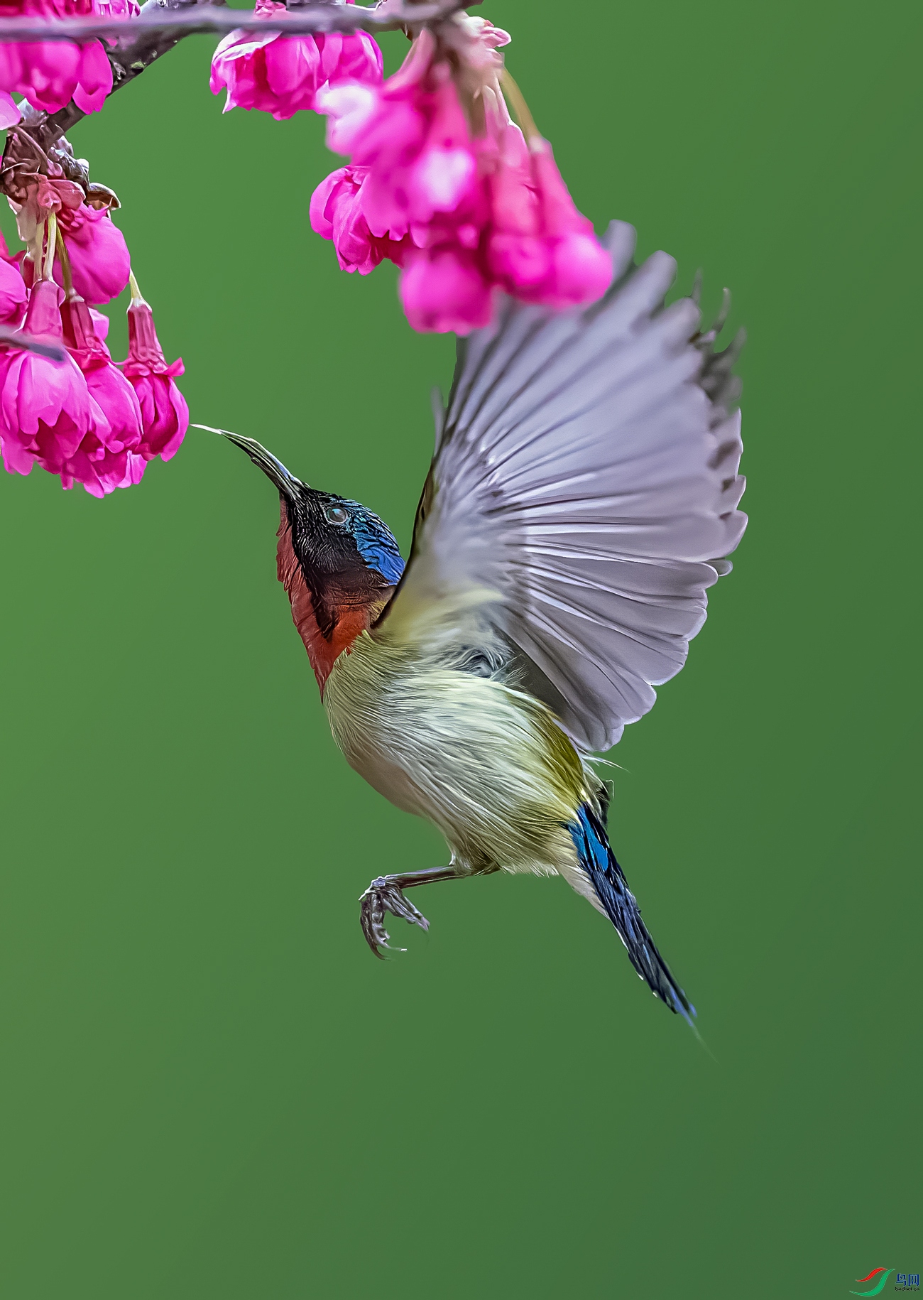 ��β̫����