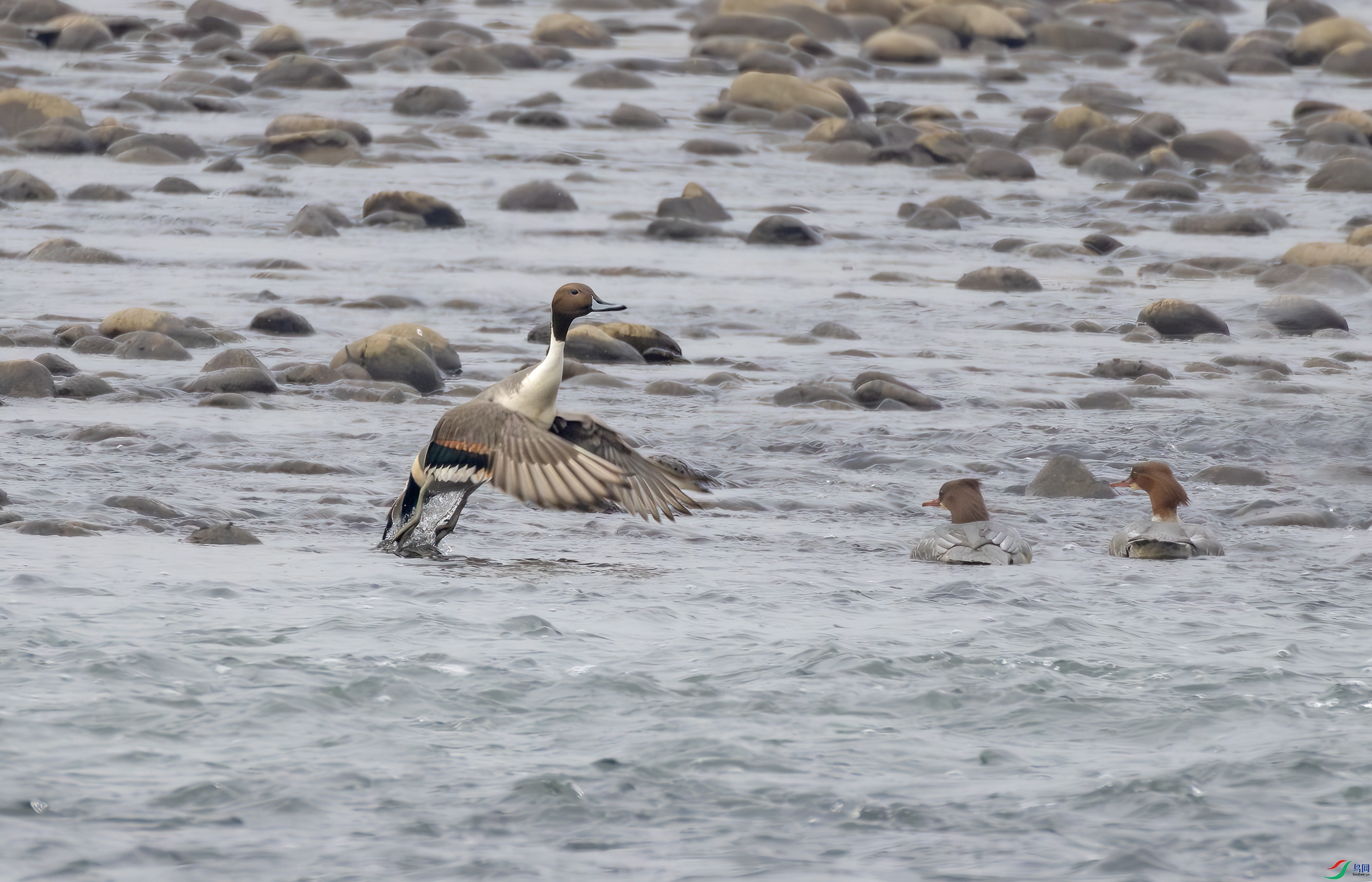 2I1A0949-����ǿ-NR ����.jpg