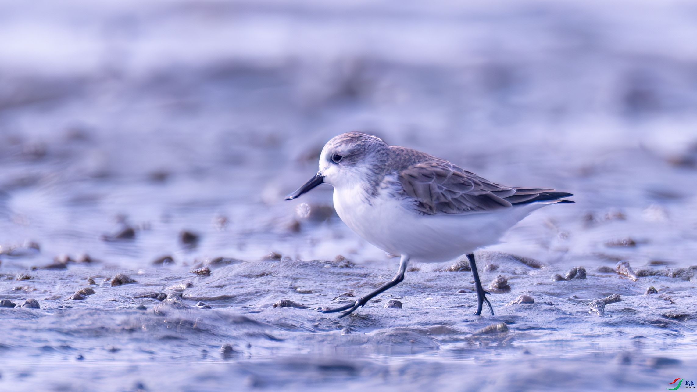 DSC02604-����ǿ-NR ����.jpg