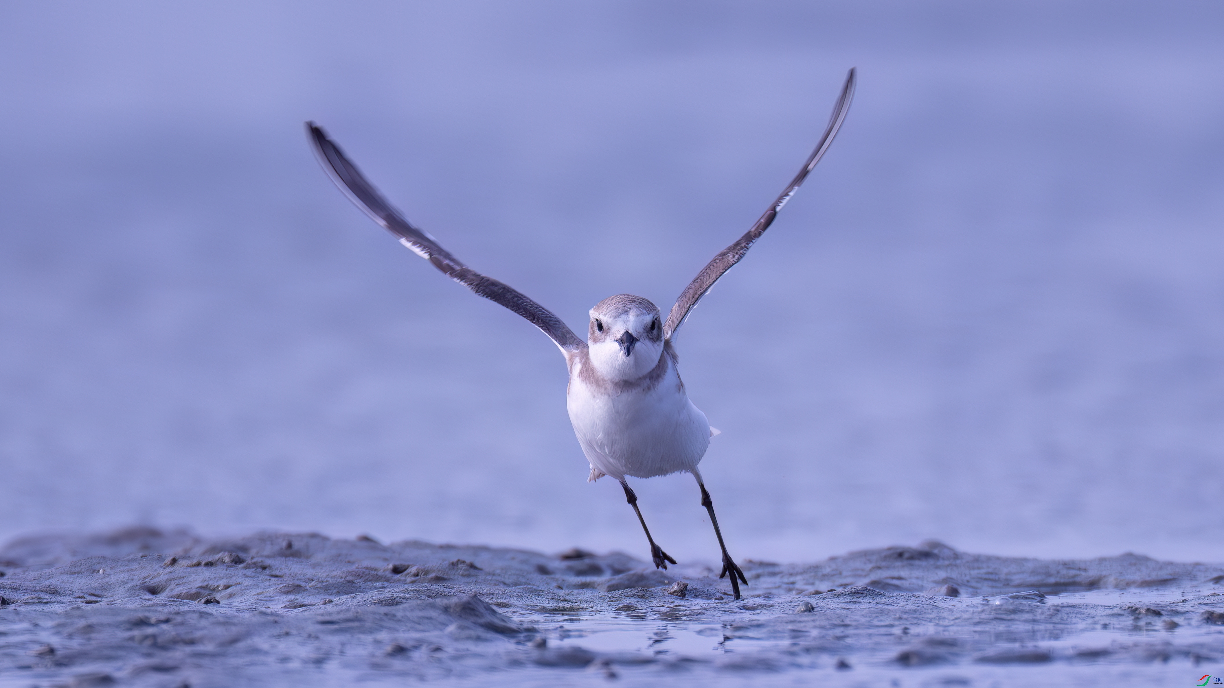 DSC02415-����ǿ-NR ����.jpg