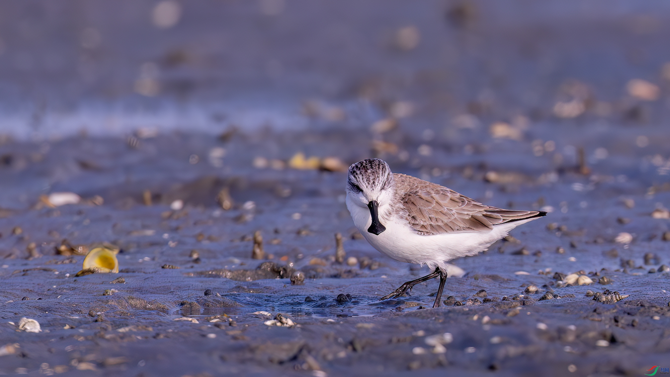 DSC07850-����ǿ-NR ����.jpg