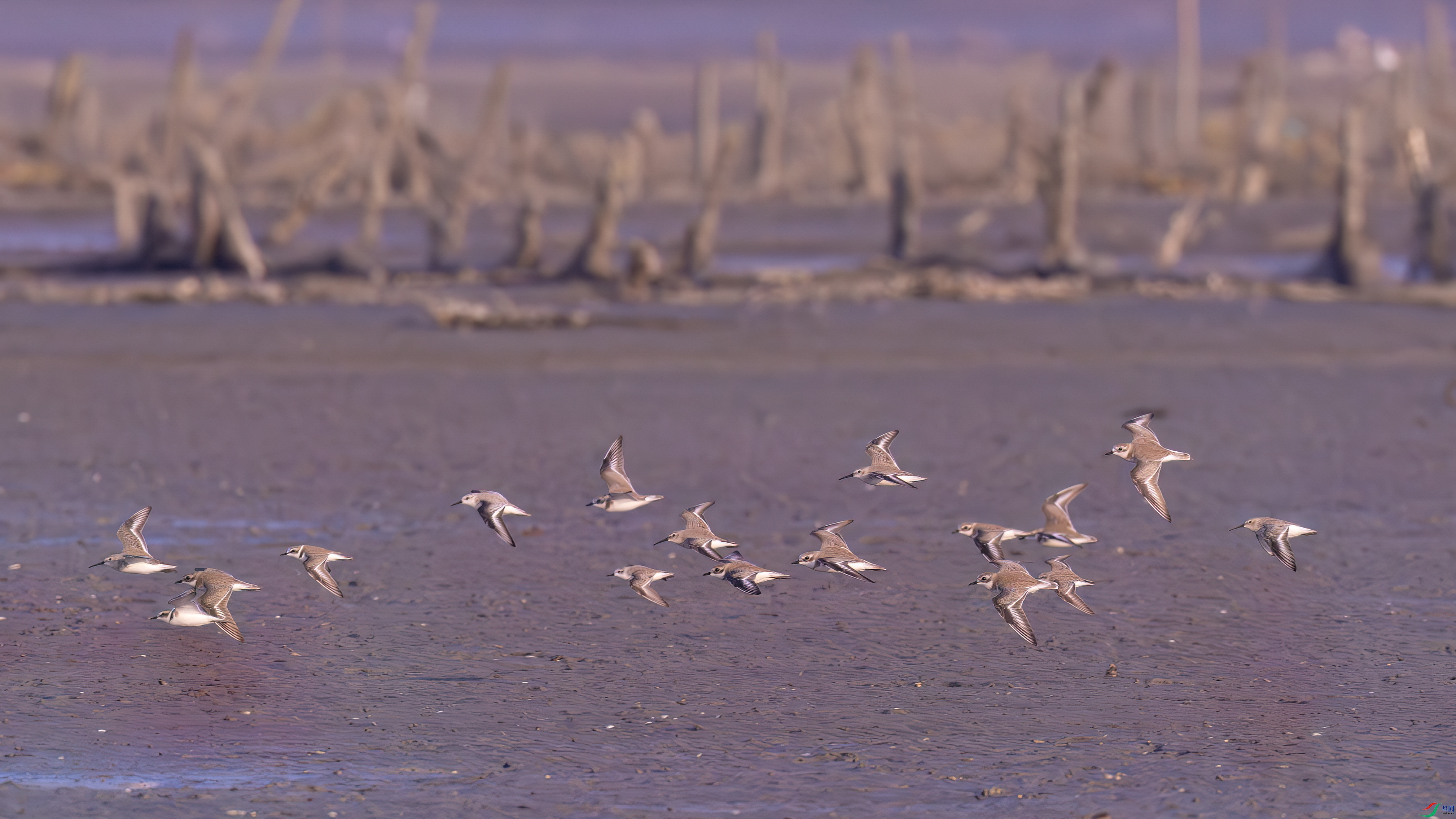 DSC08250-����ǿ-NR ����.jpg