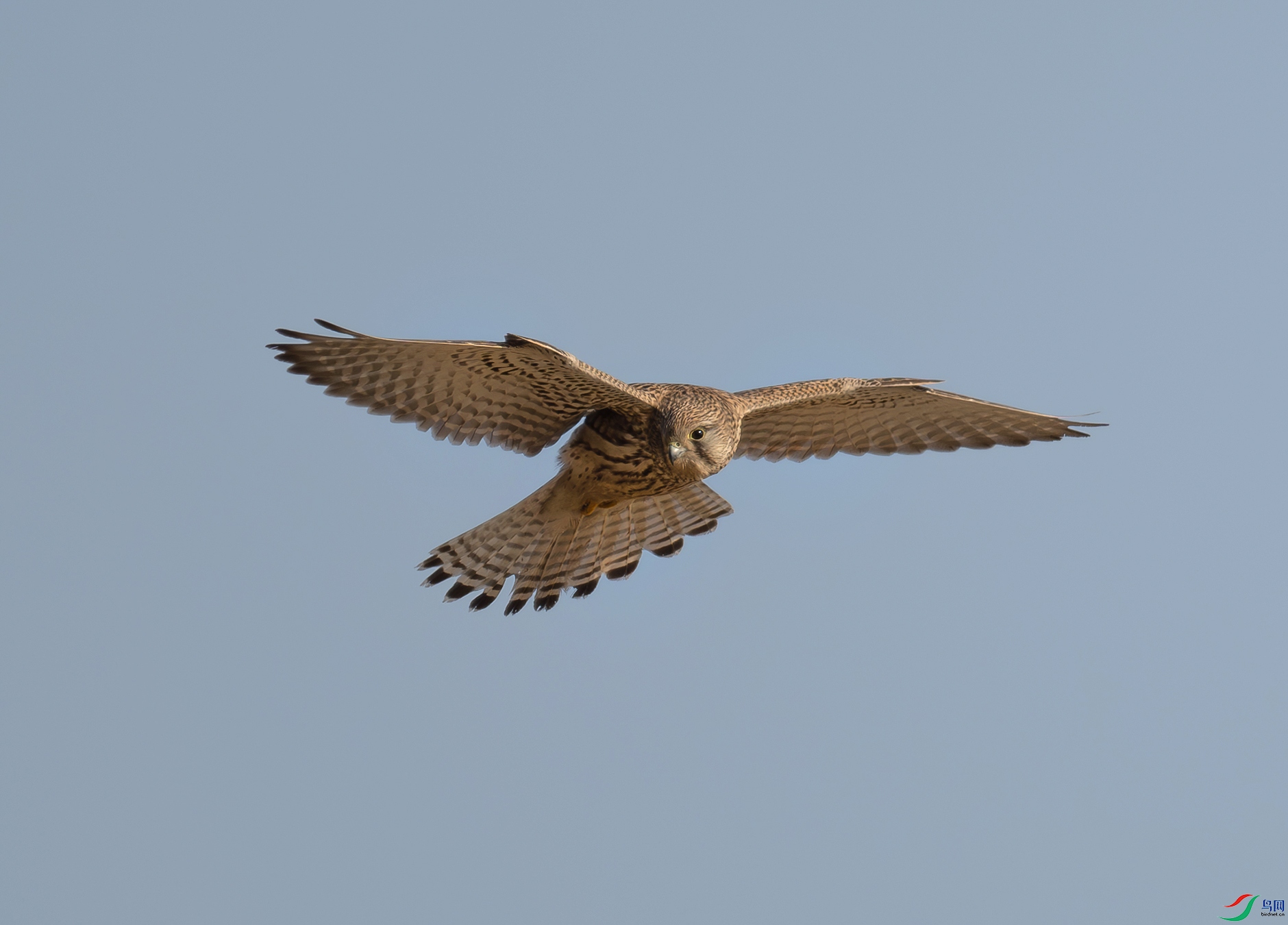 DSC_6430d.jpg