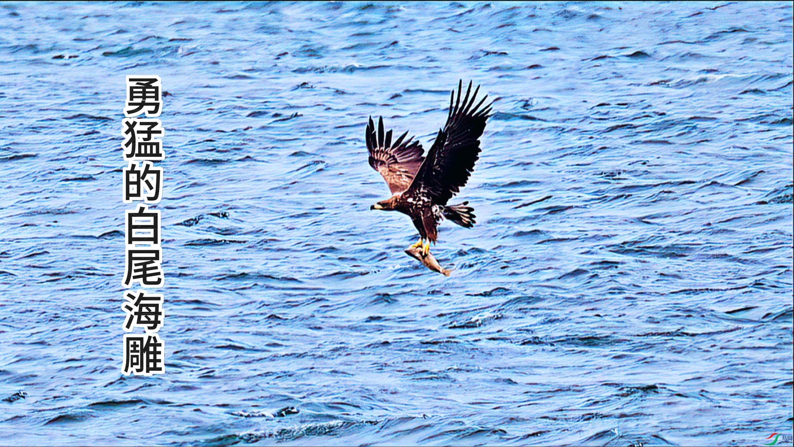 ���͵İ�β����